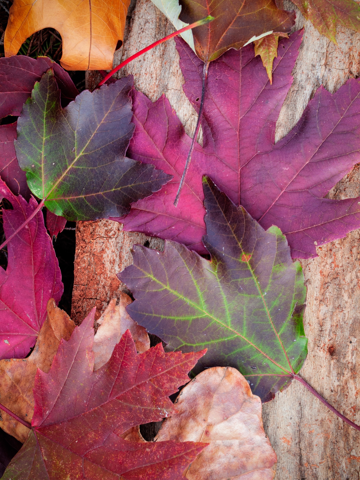 Autumnal Collage