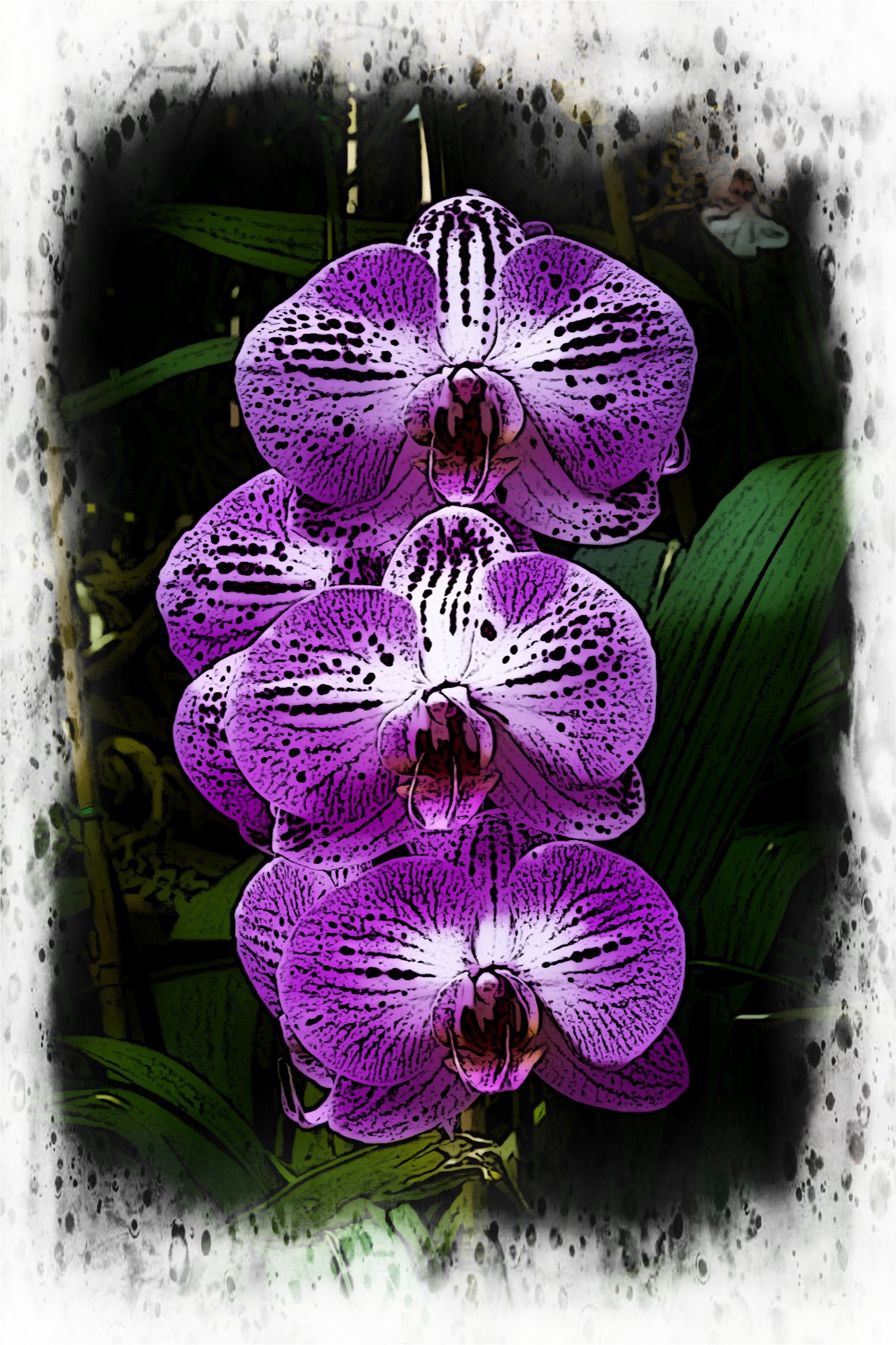 Puple Glory