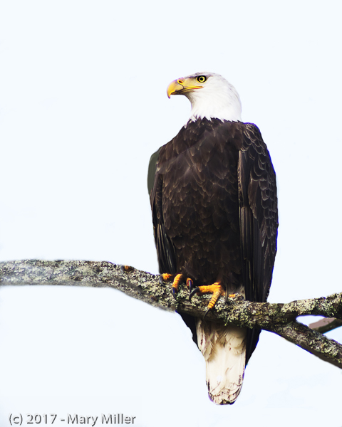 A Magnificent Creature