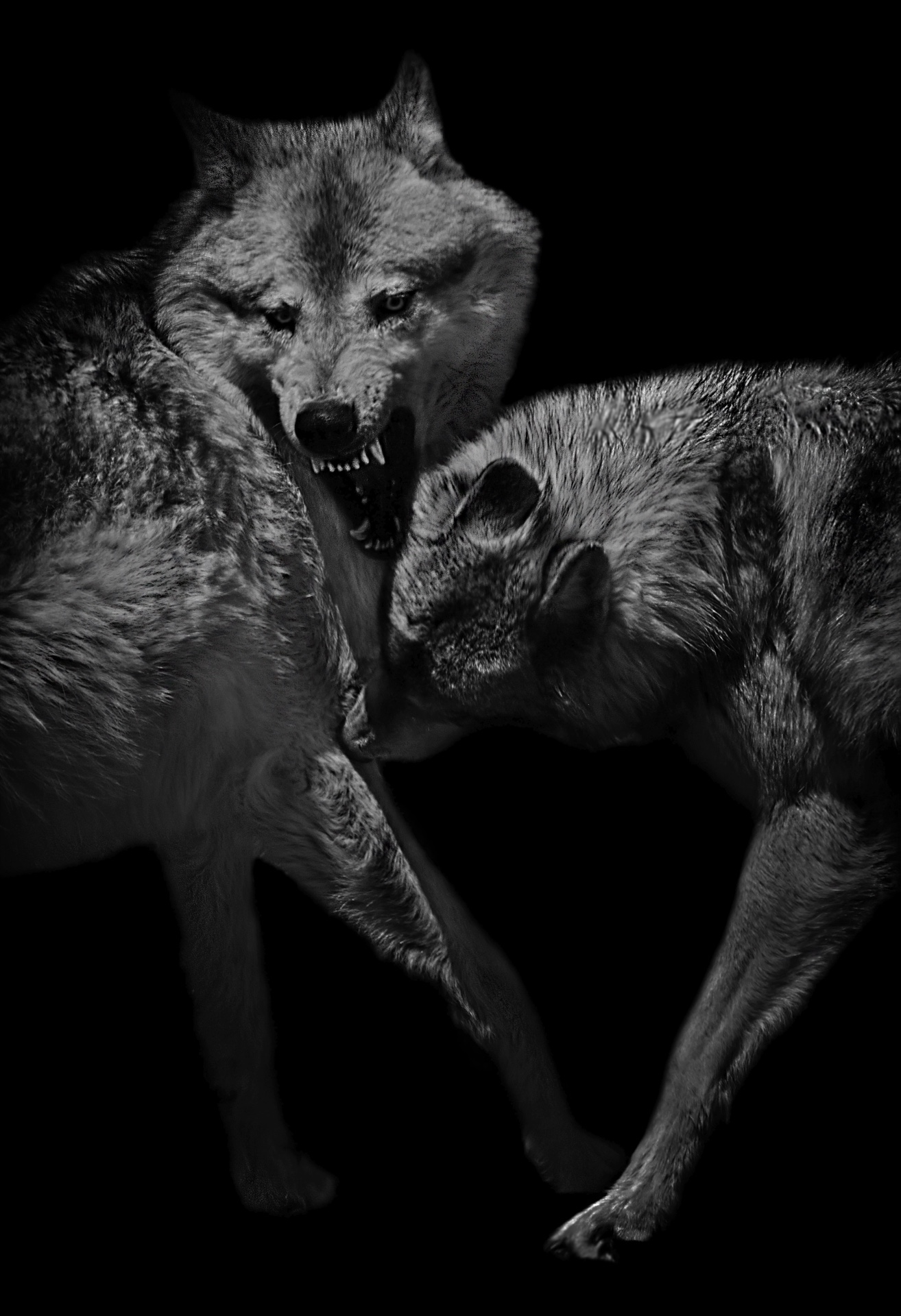 Wolf Fight