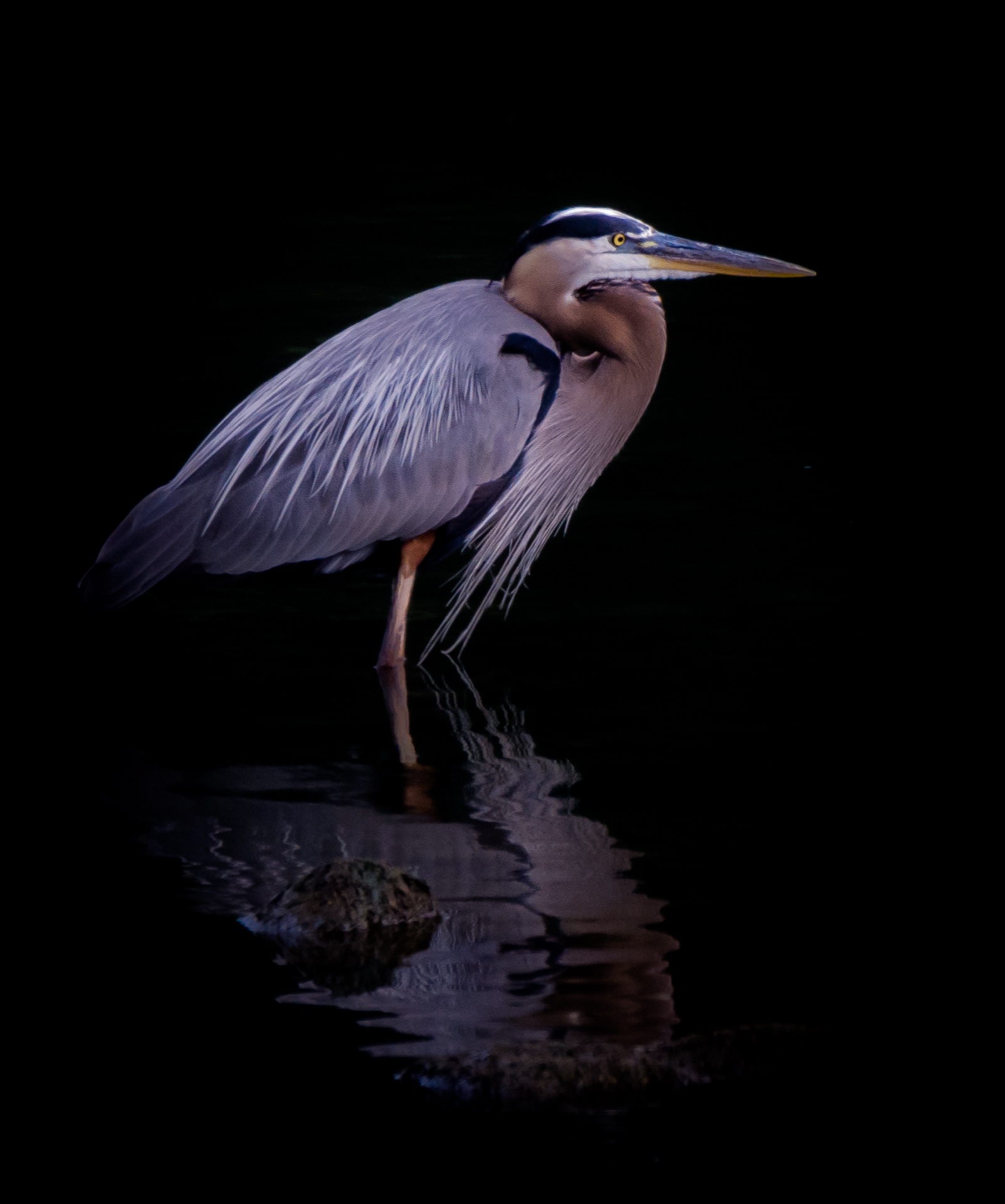 Heron Reflection