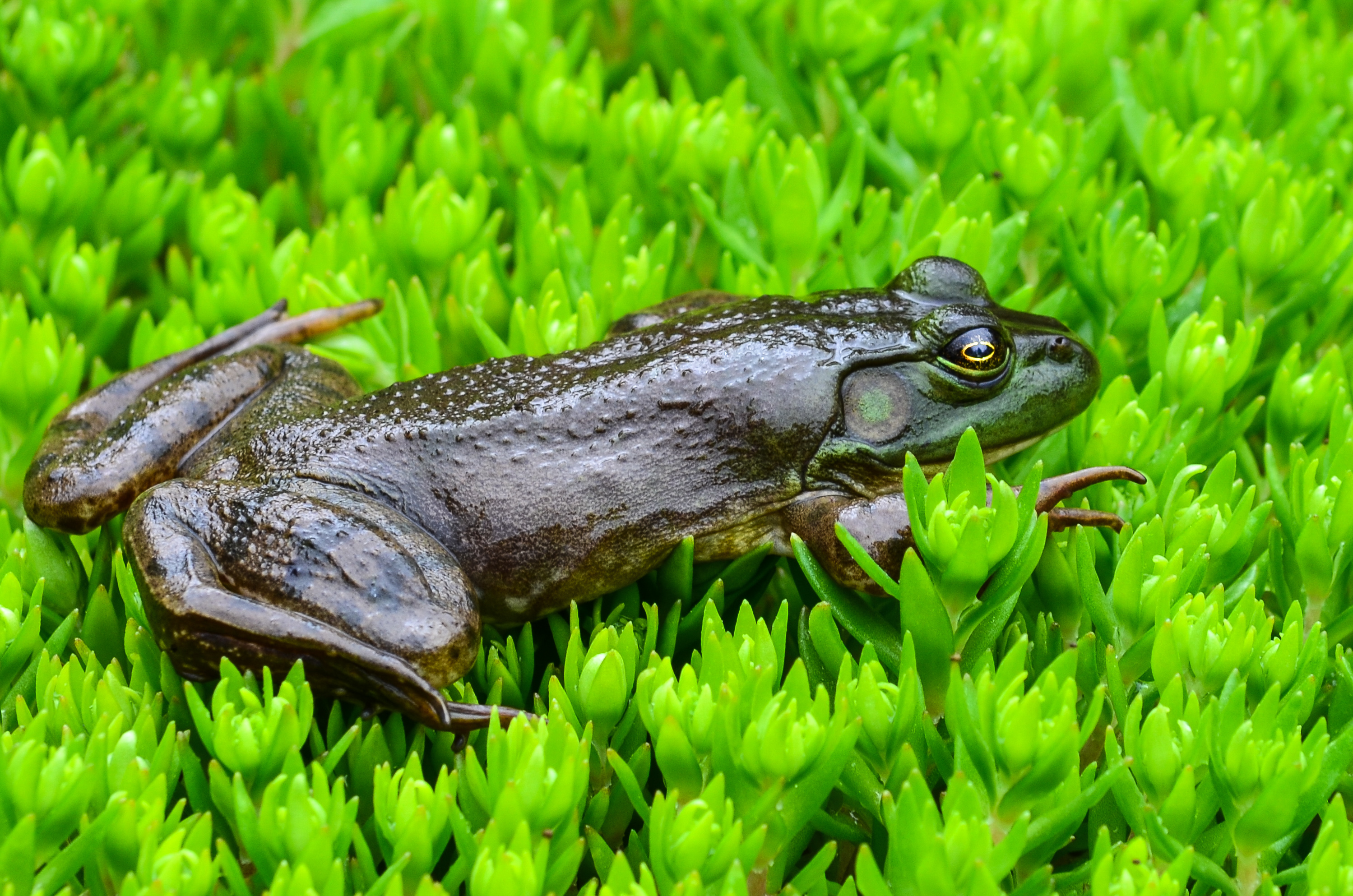 Wet Back Frog
