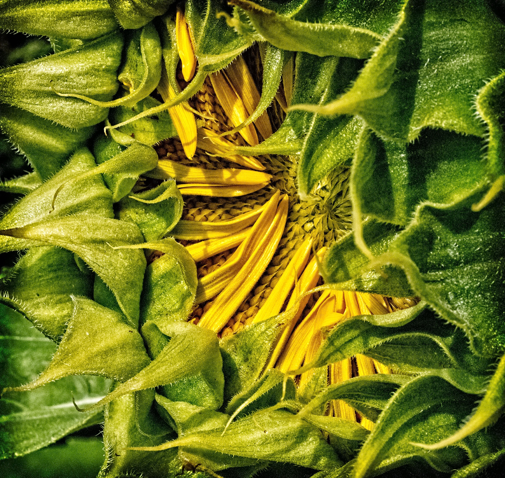 Birth of a Sunflower