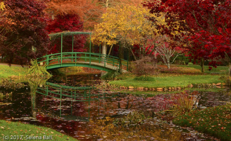 Monet Splendor
