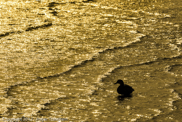Into the Light