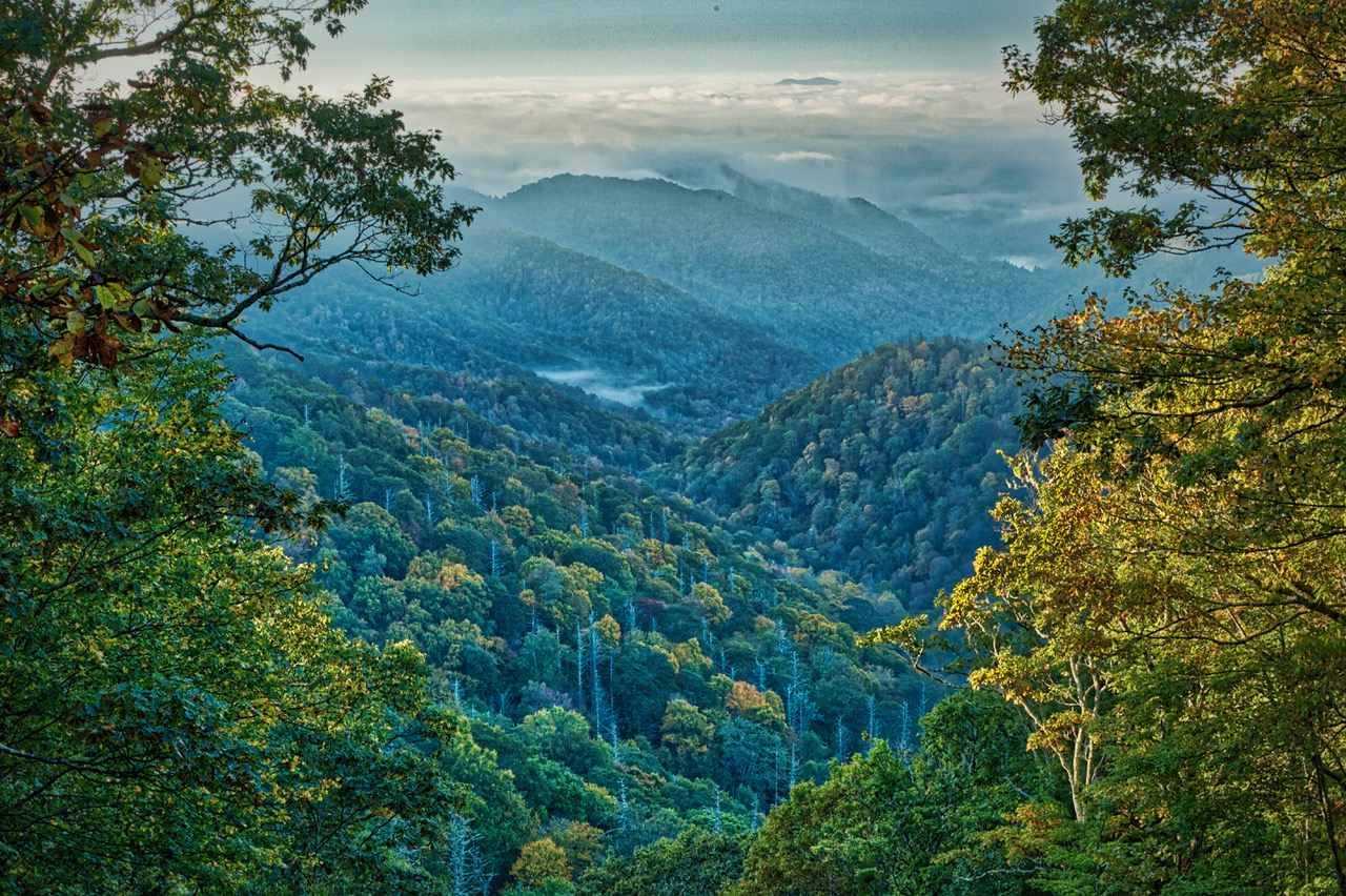 Valley thru Trees