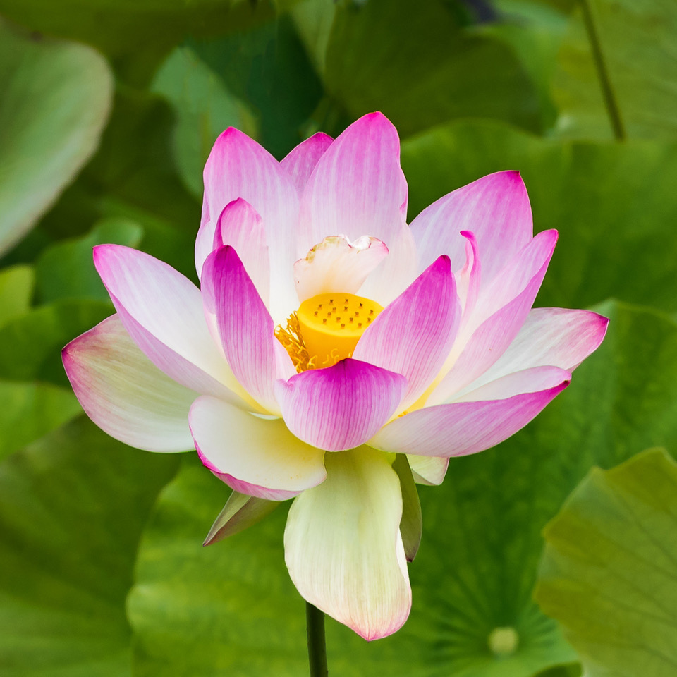 Lotus