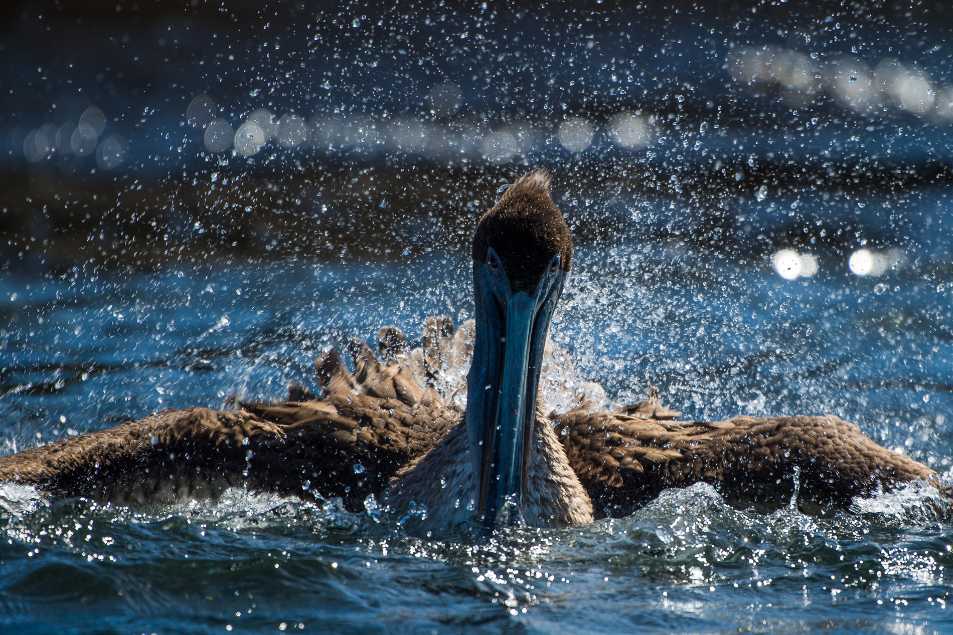 Pelican Splash Down