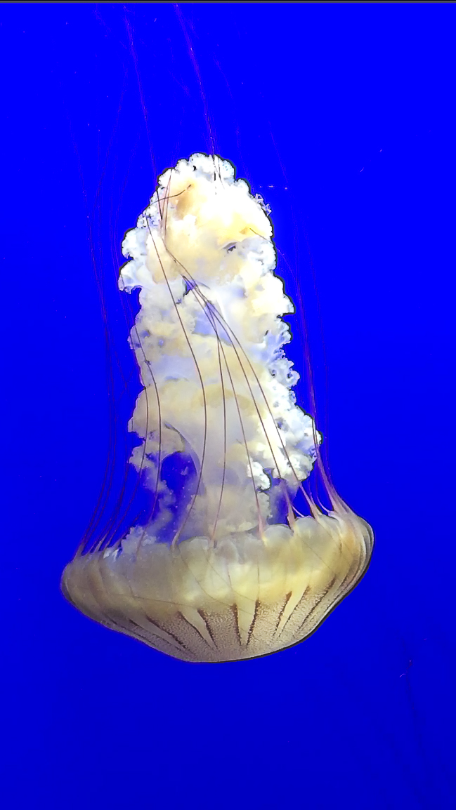 Jellyfish