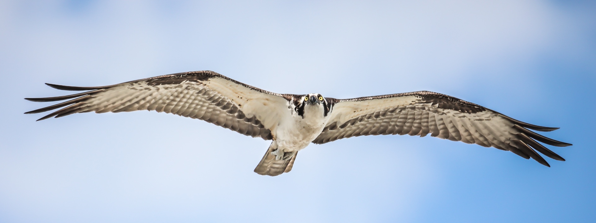 Osprey Fly Over