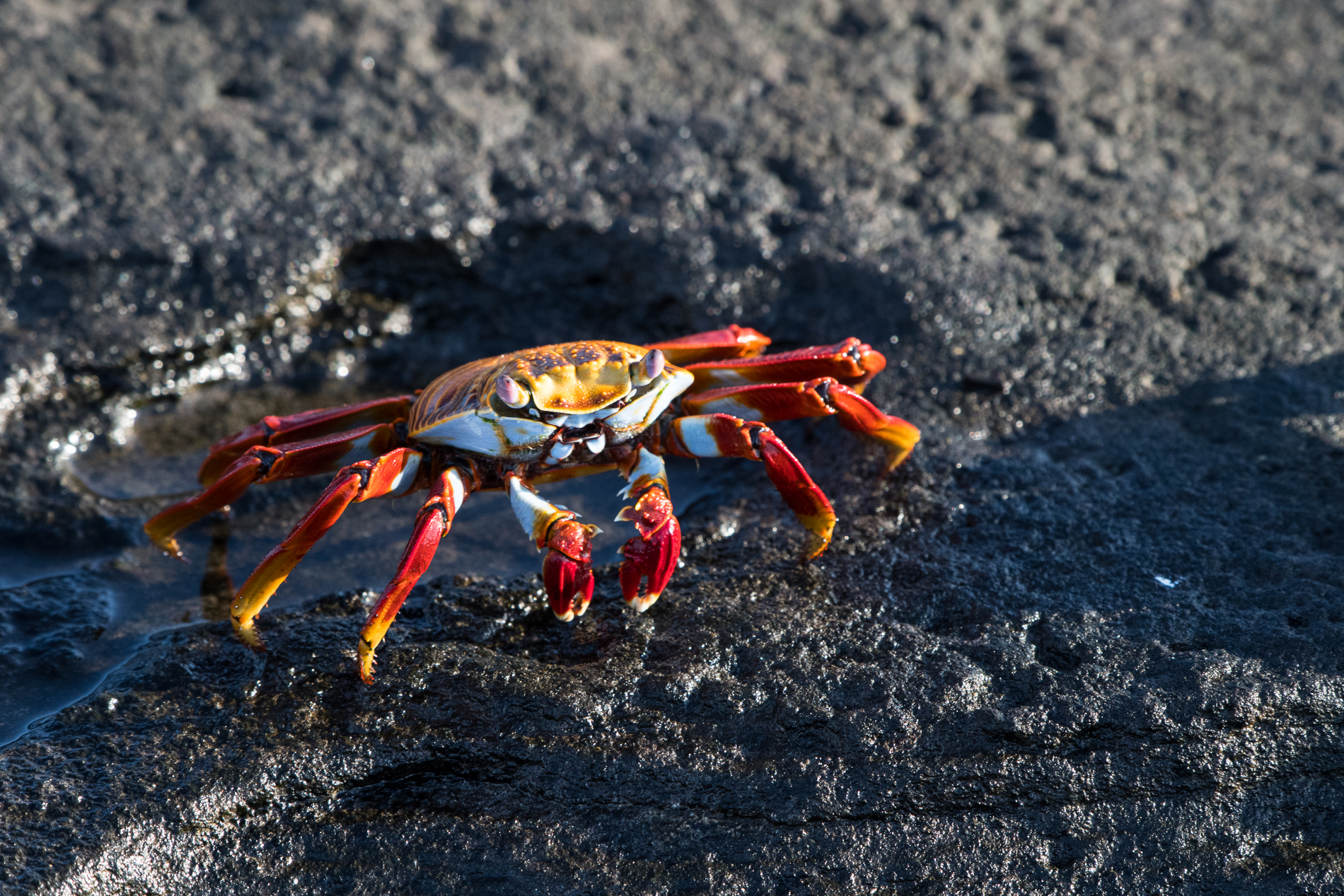 Galapagos Crab