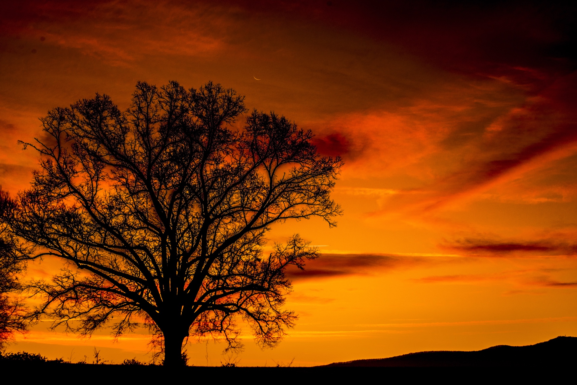 Oak tree at sunrise