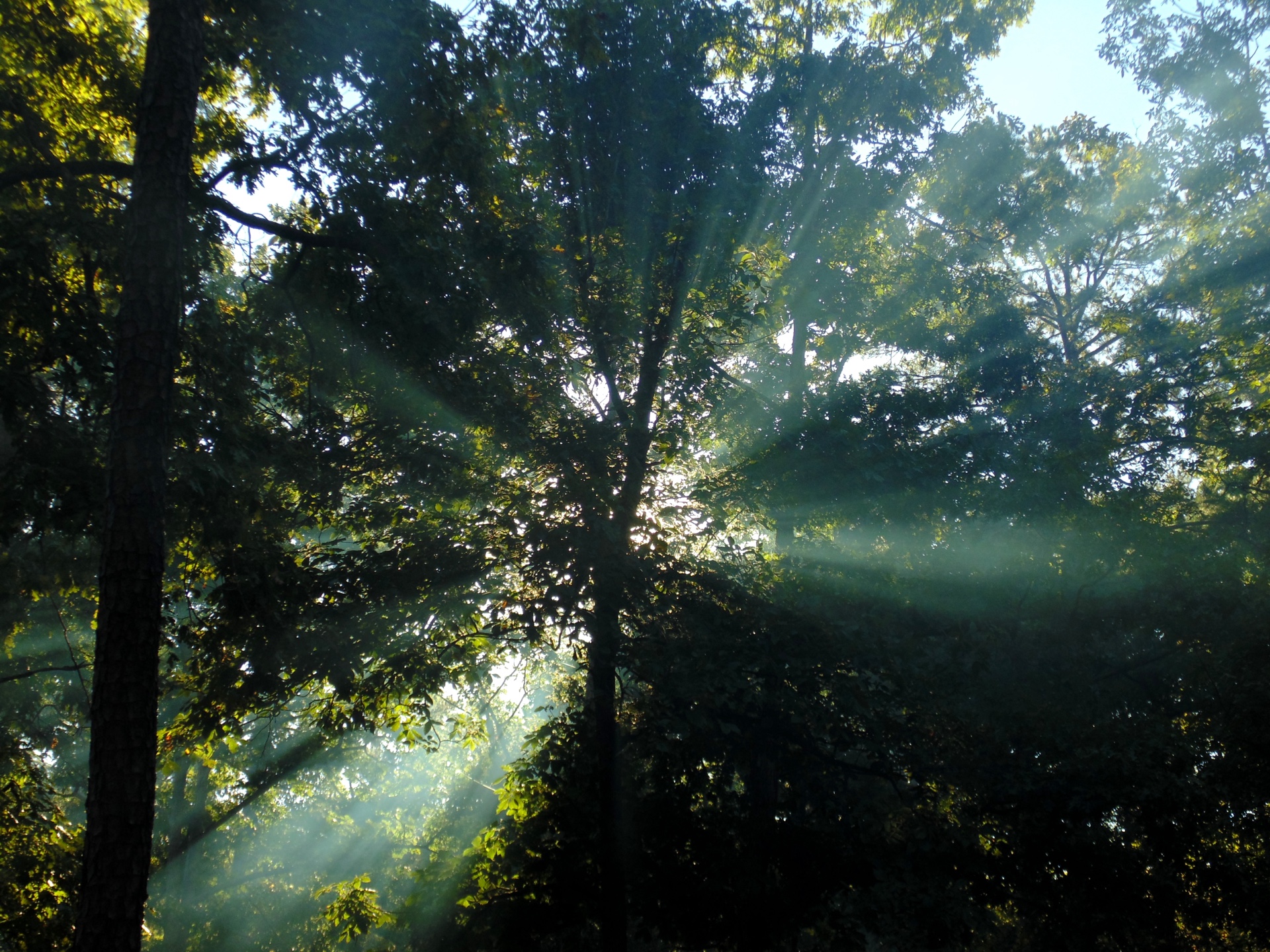 Sunburst Morning