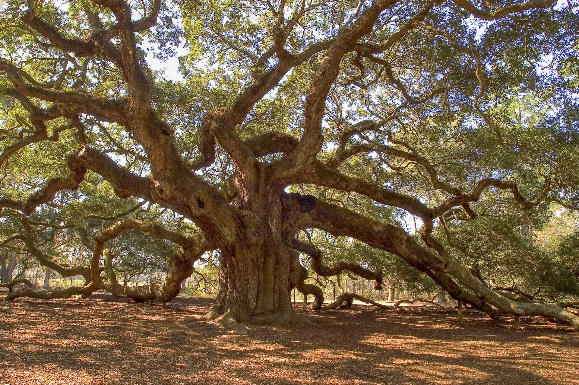 Angel Oak