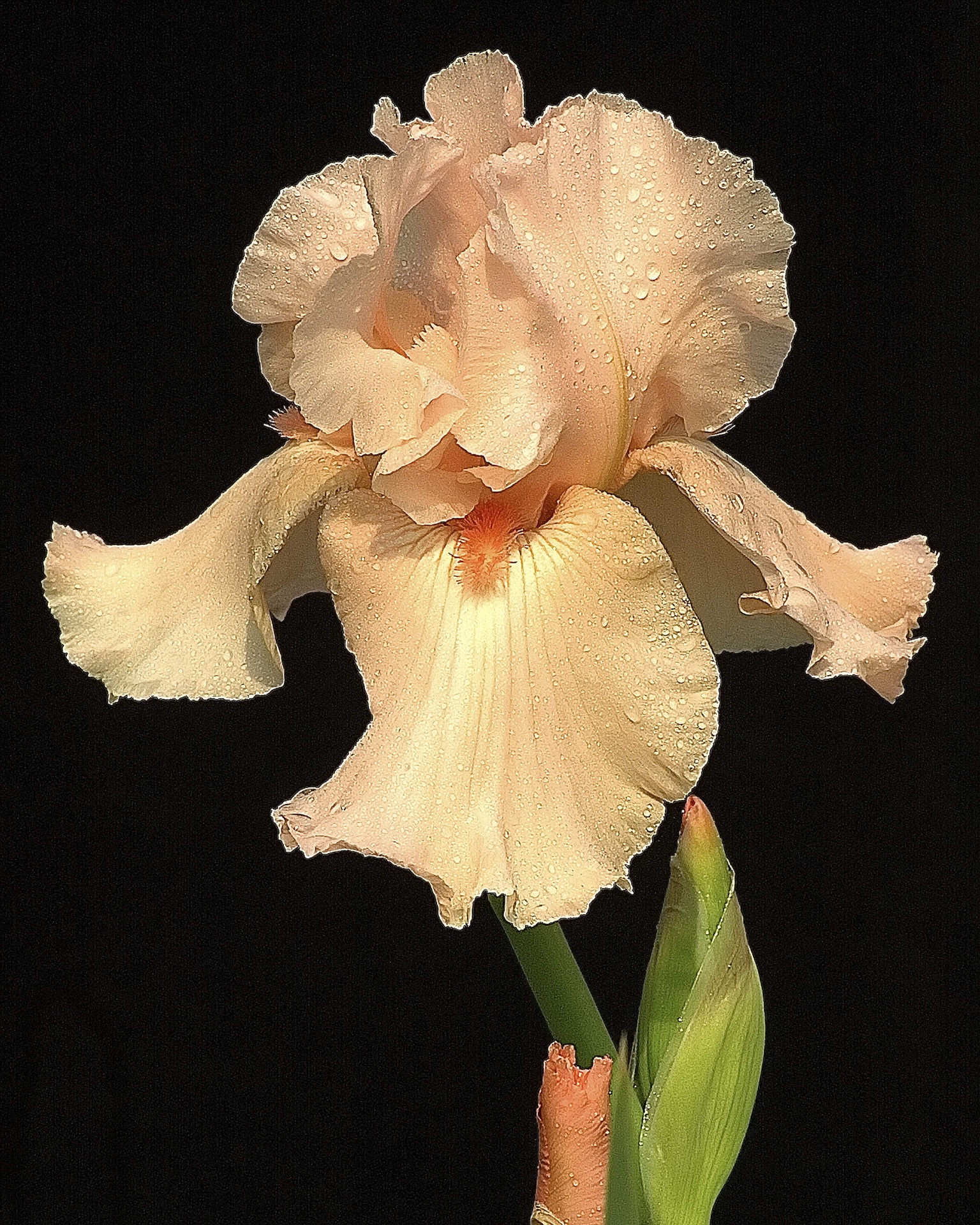 Peach Iris