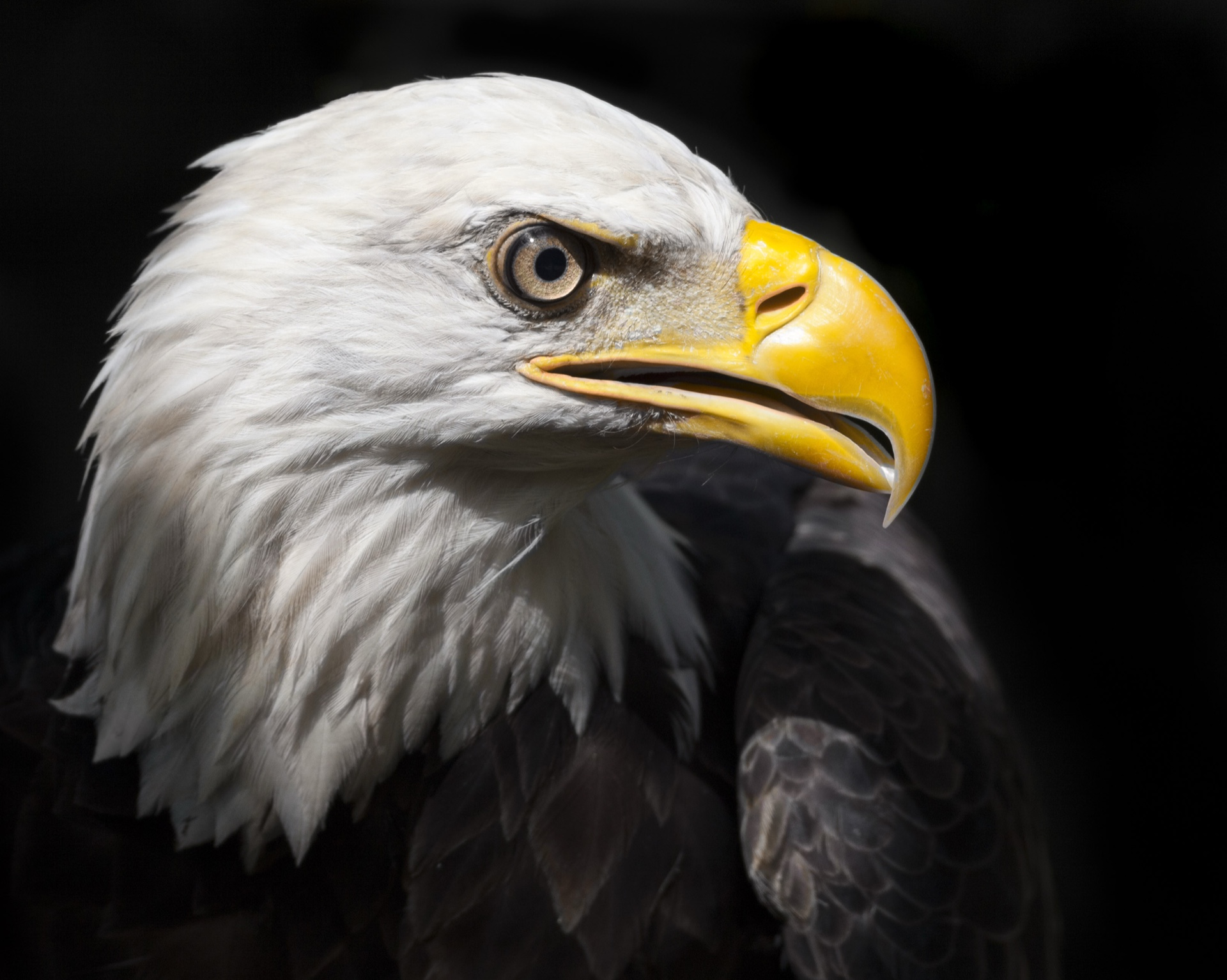 Eagle