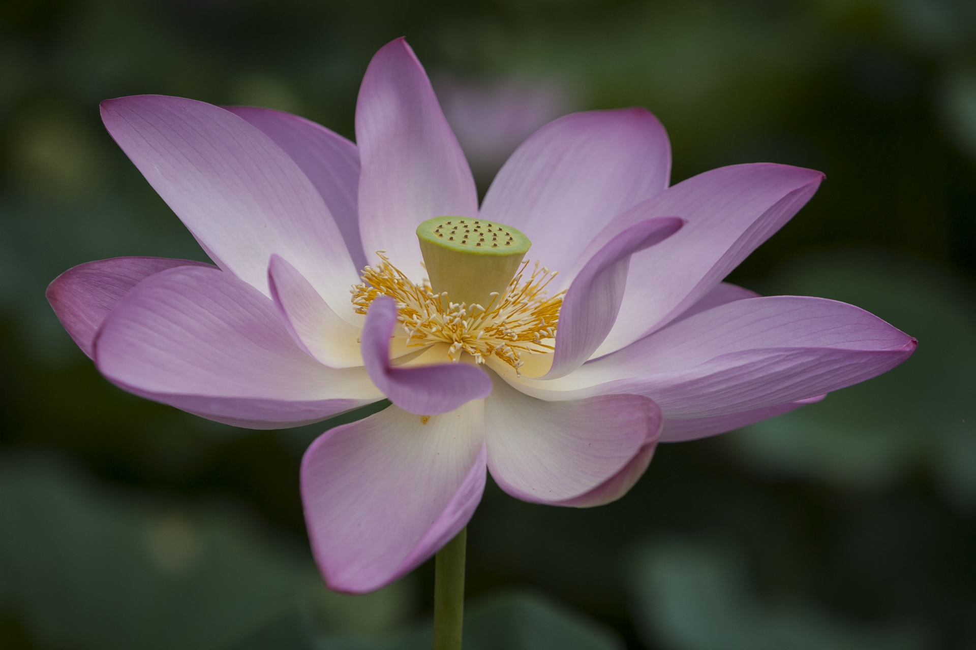 Lotus