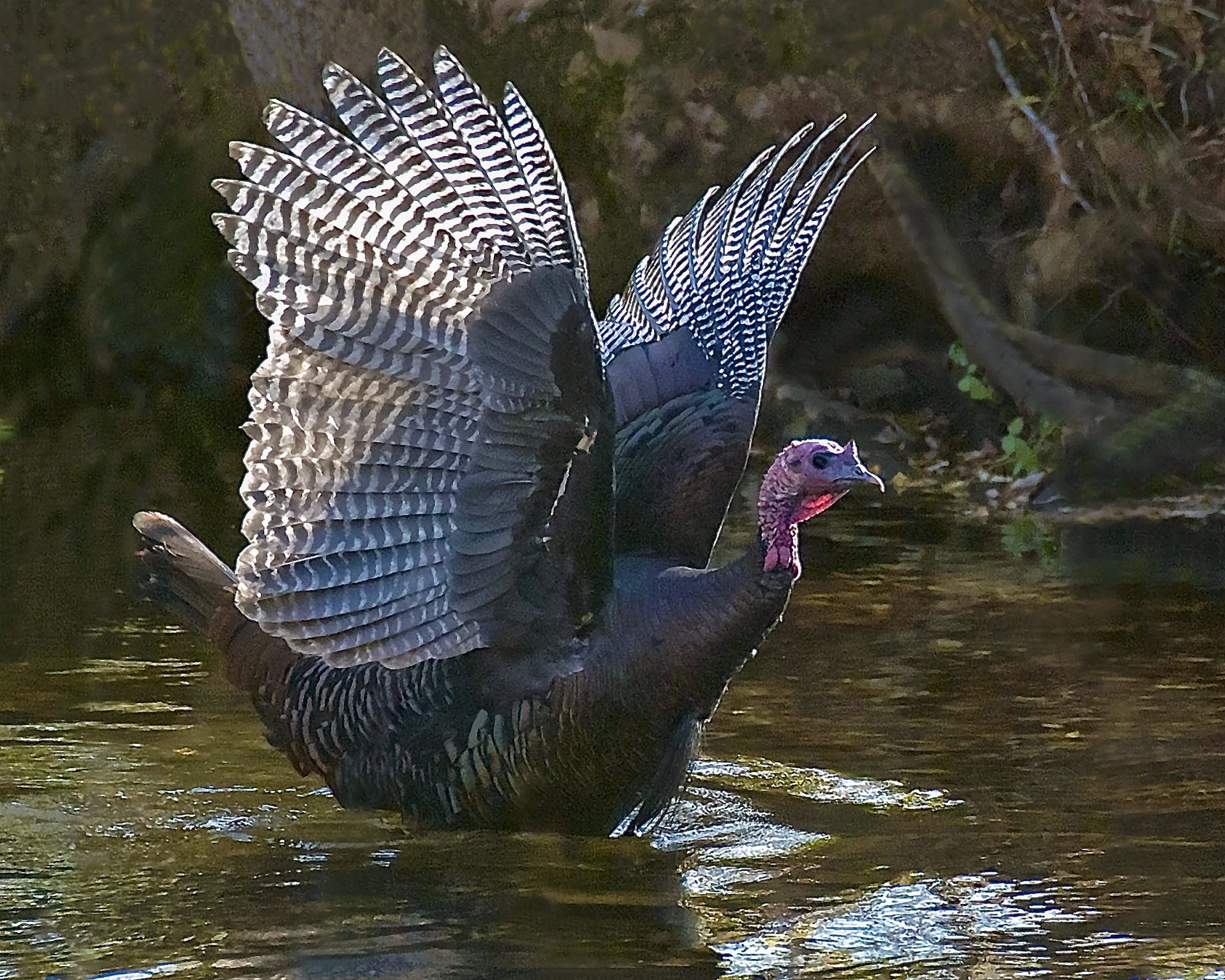 Cold Turkey