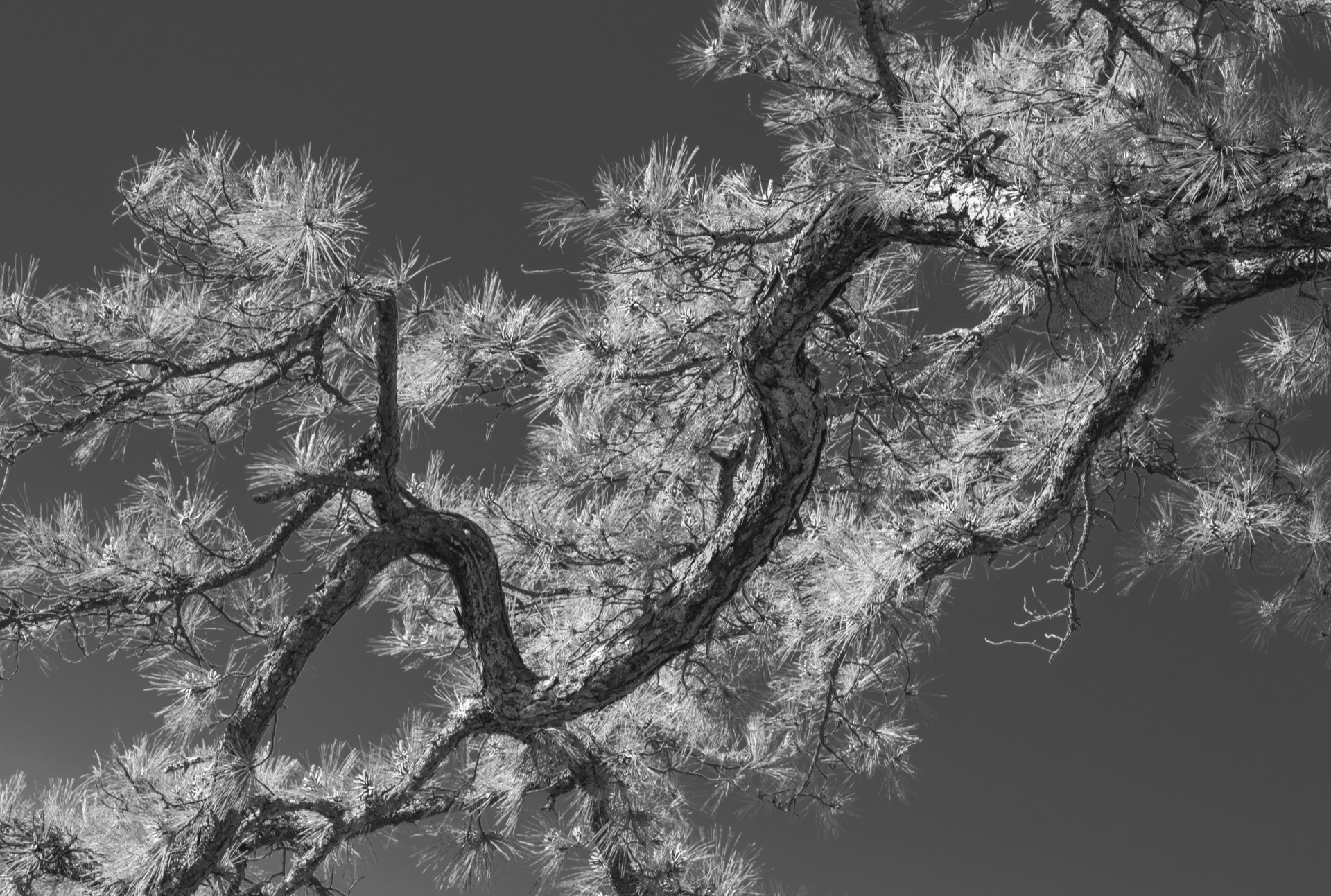 Twisted