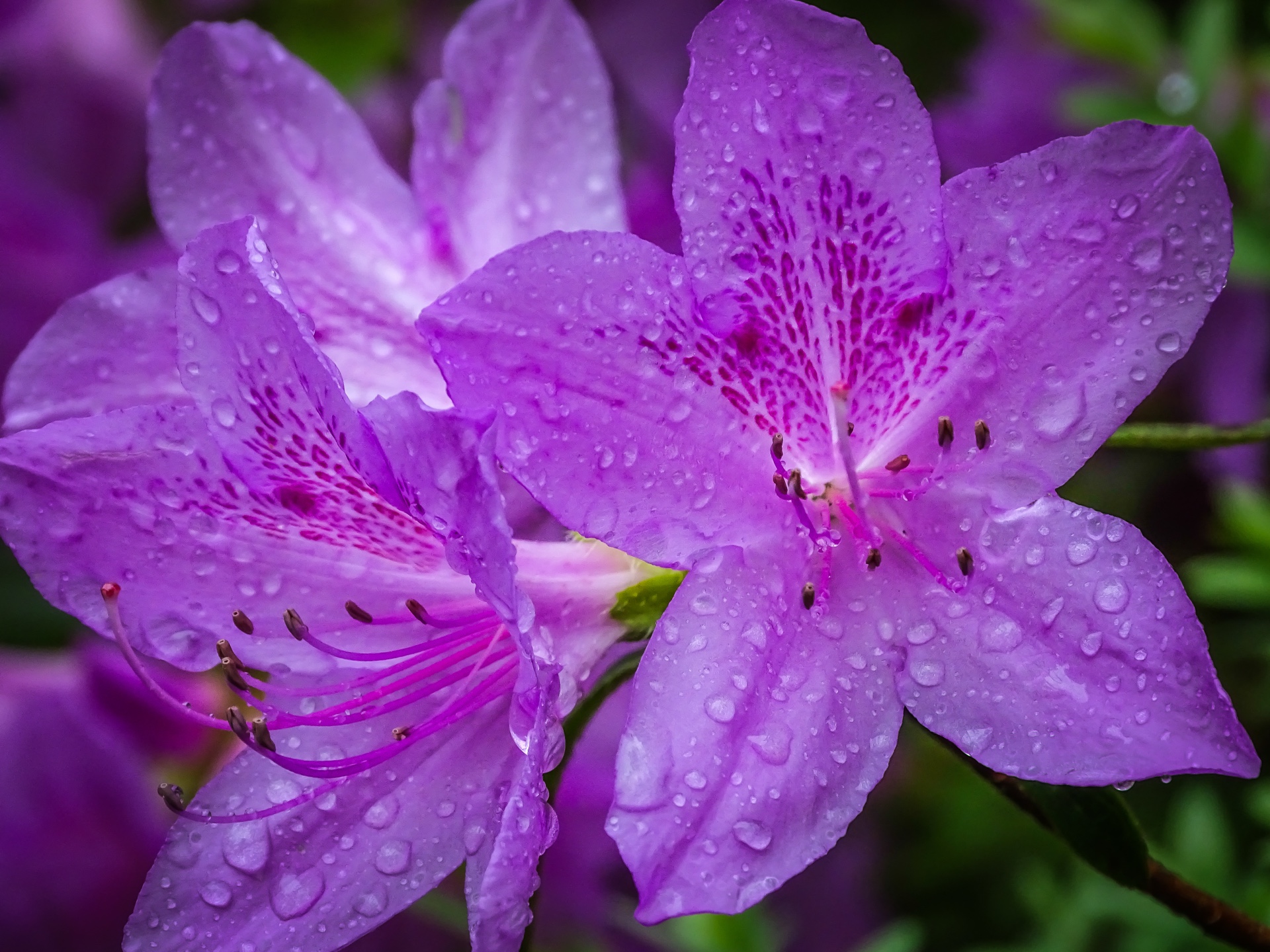 Azalea after the rain
