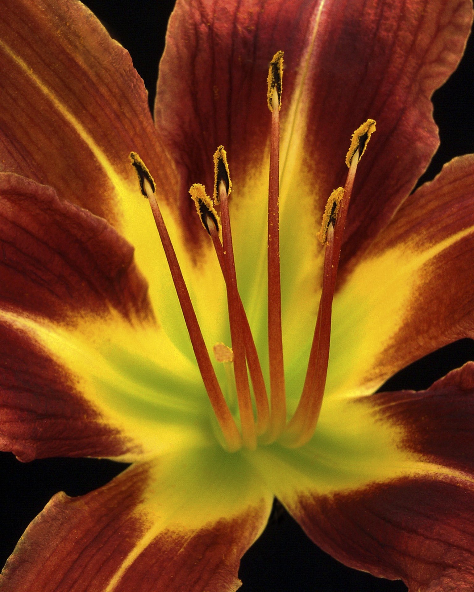 Lily Leaf