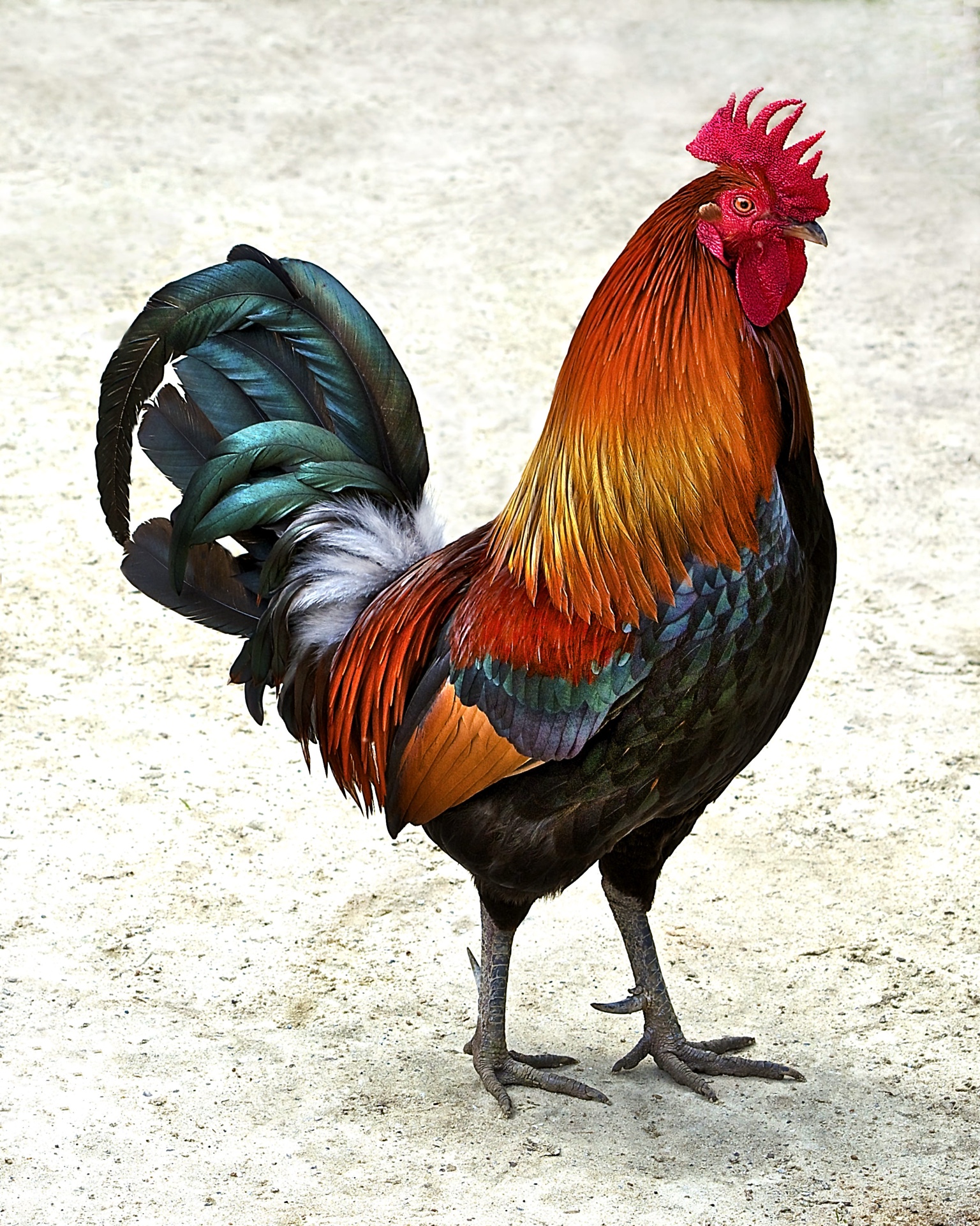Fancy Fowl