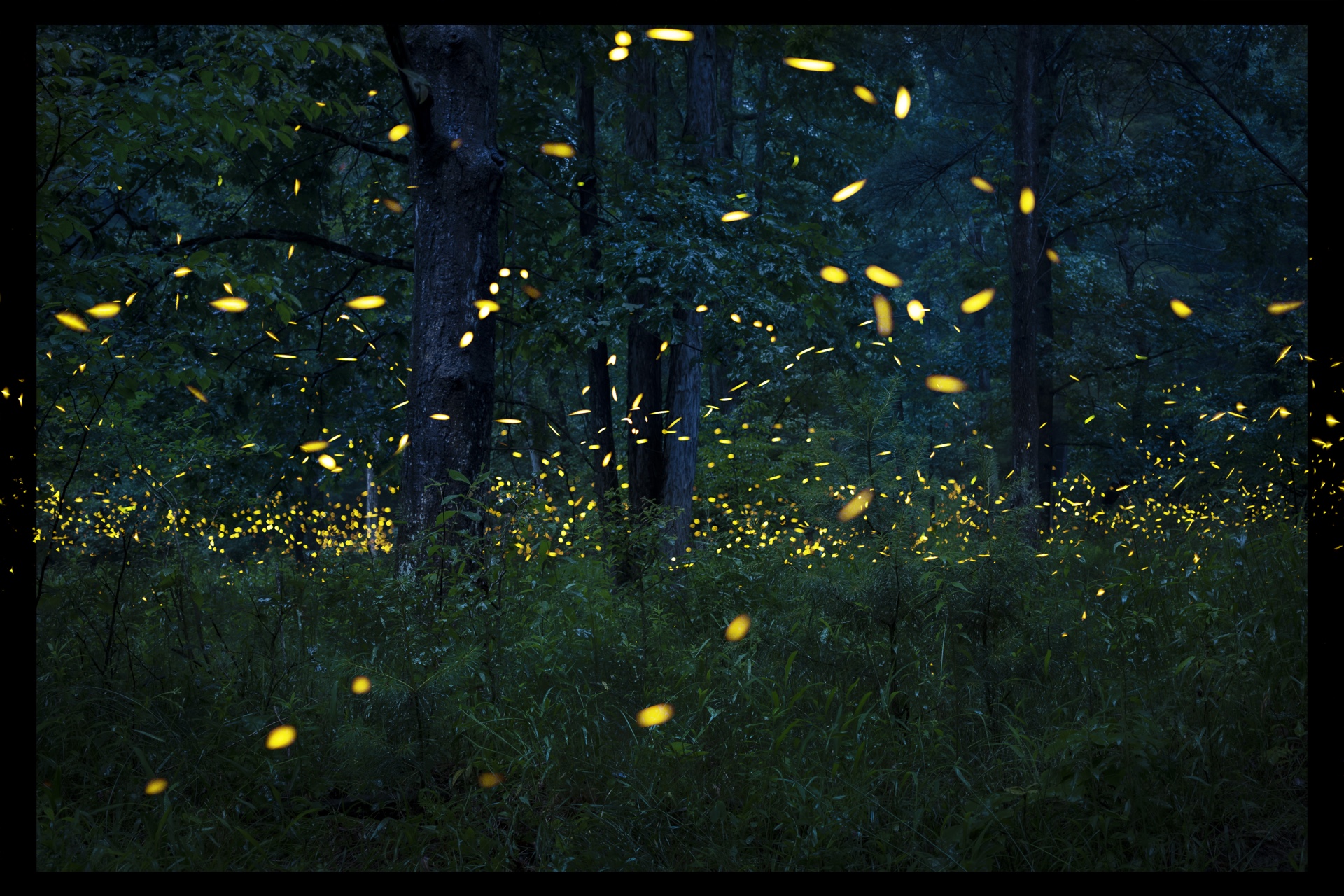 Synchronized Firefly Final Image