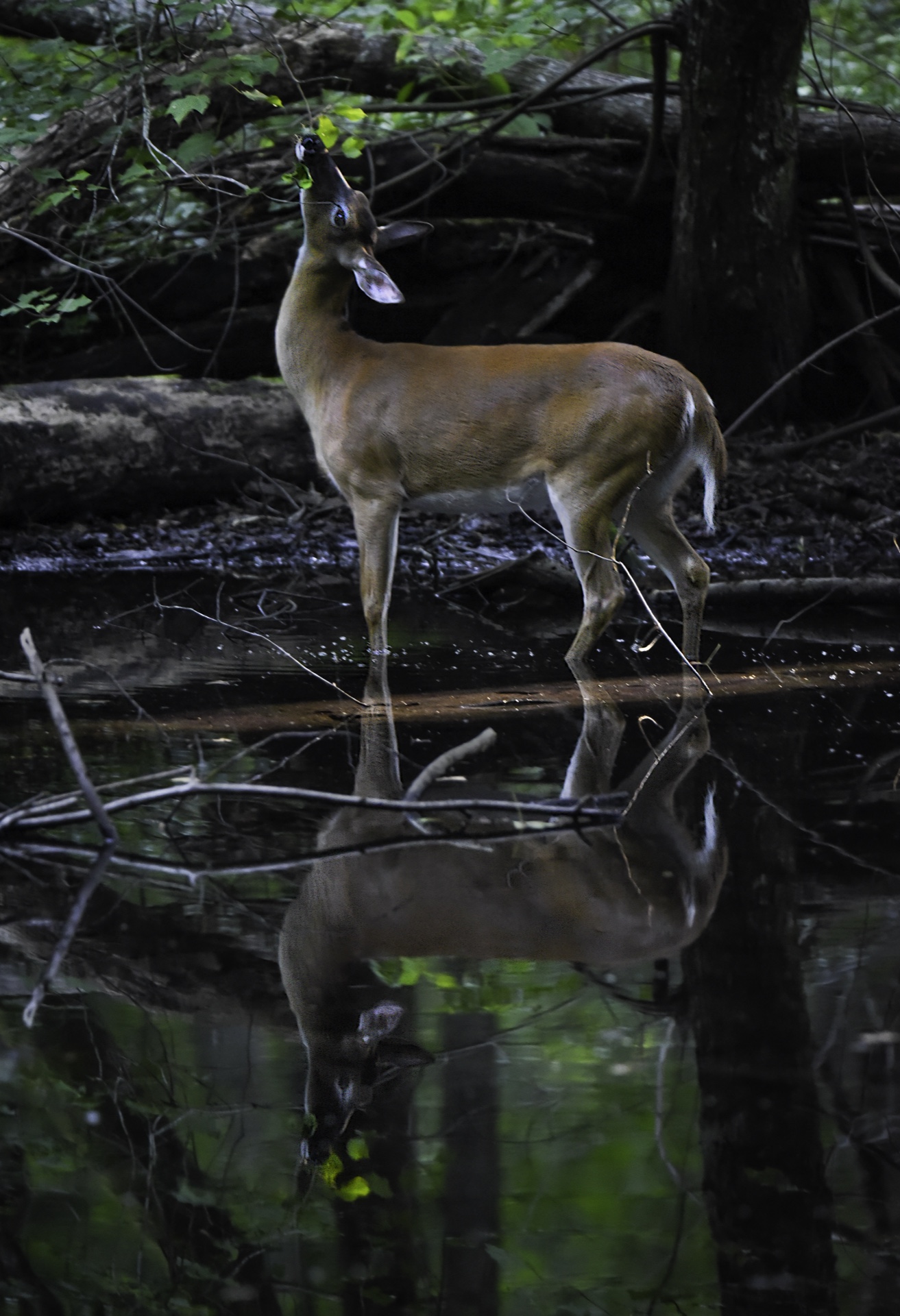 reflections