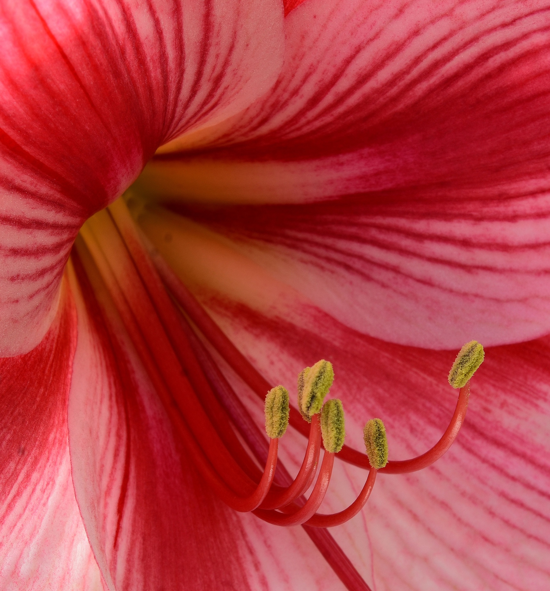 Hibiscus