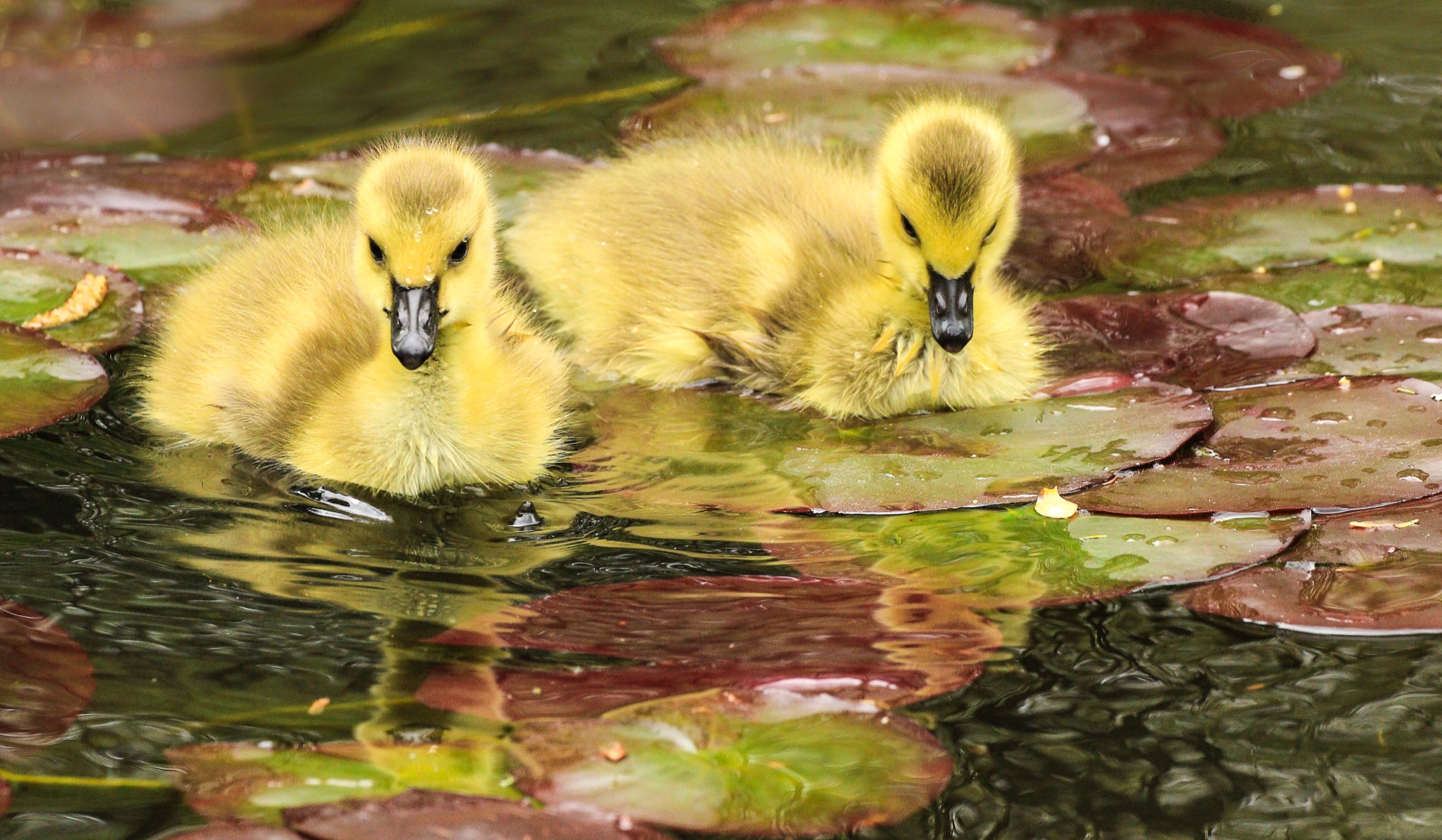 Pretty Pair
