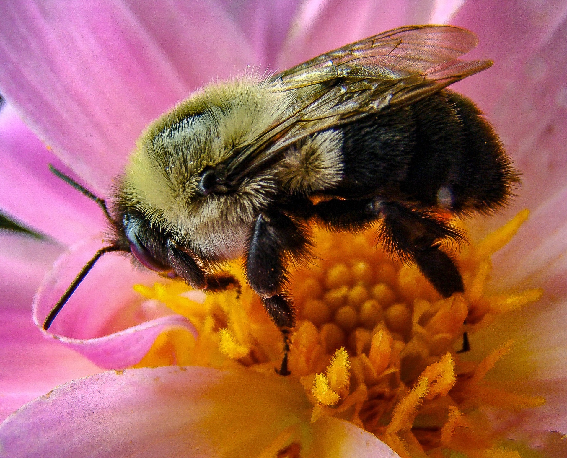 Big Bumblebee