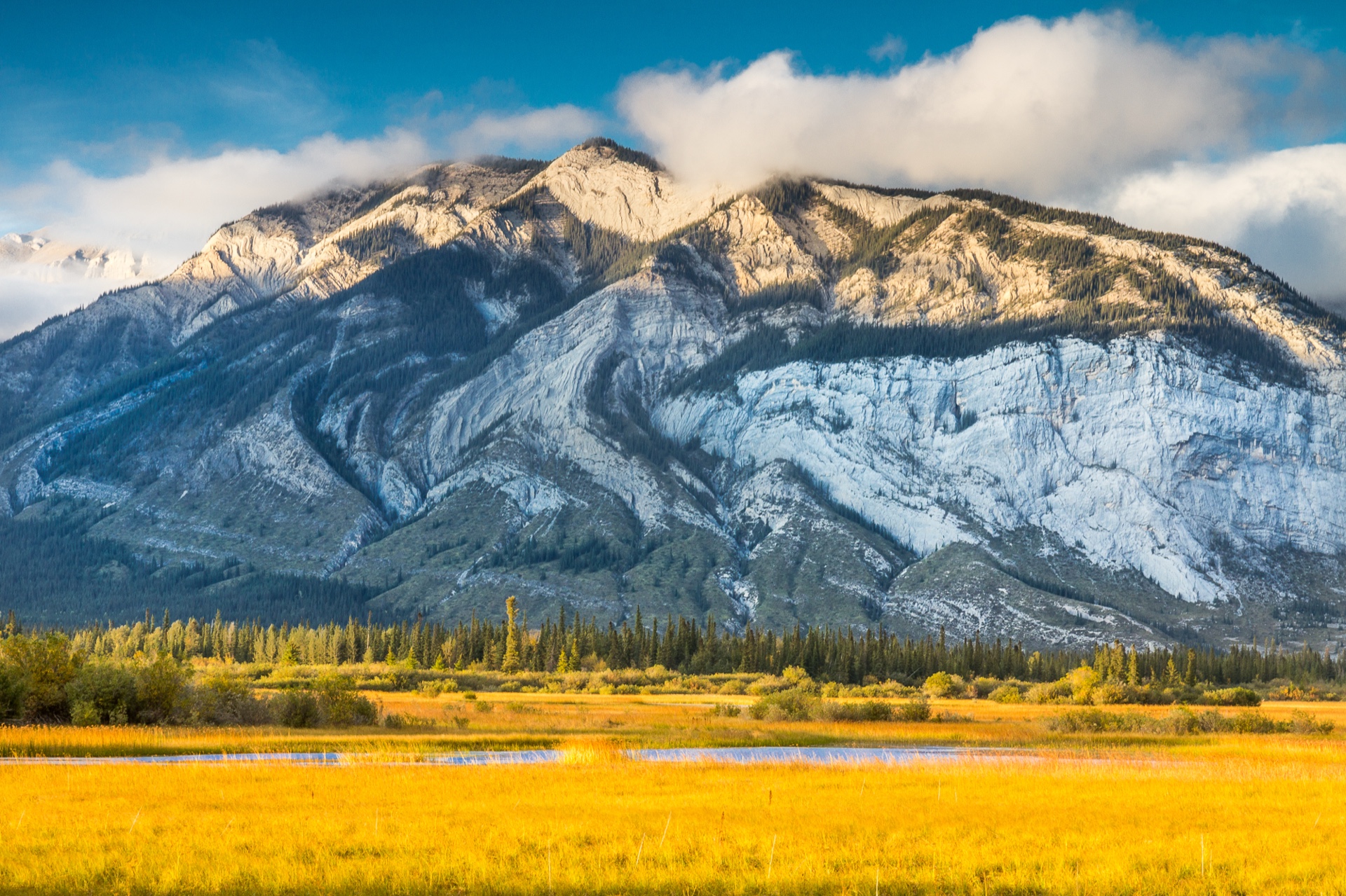 Field of Gold
