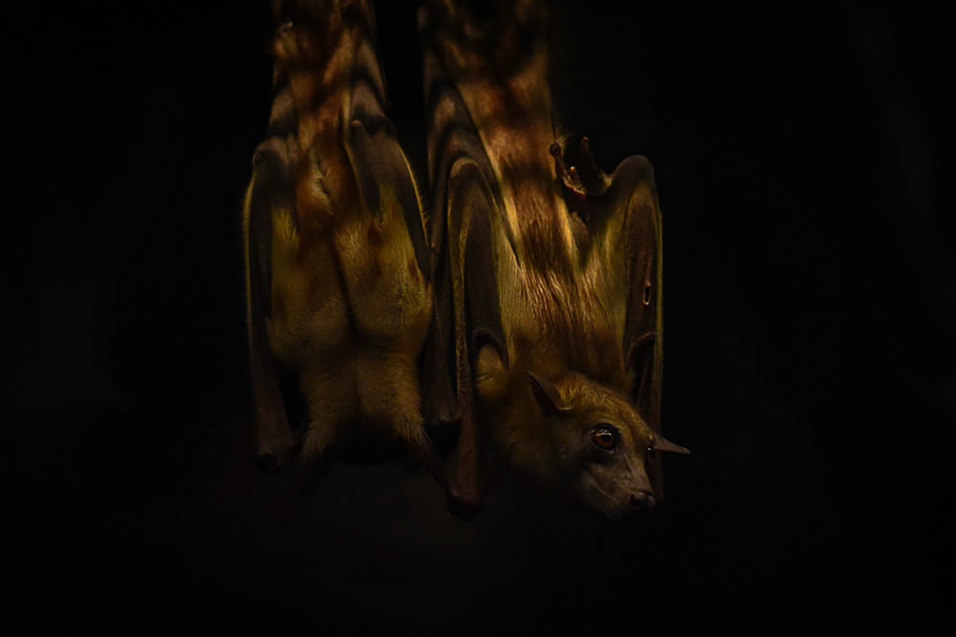 Bat's