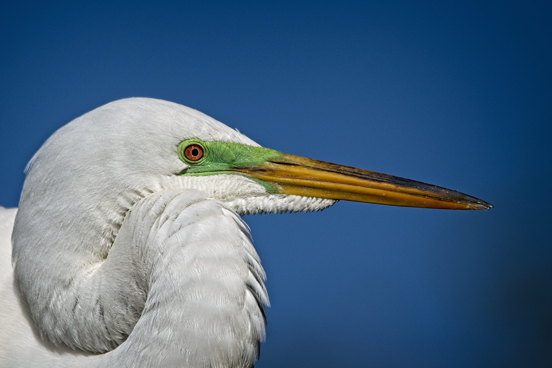 Great Egret Closeup