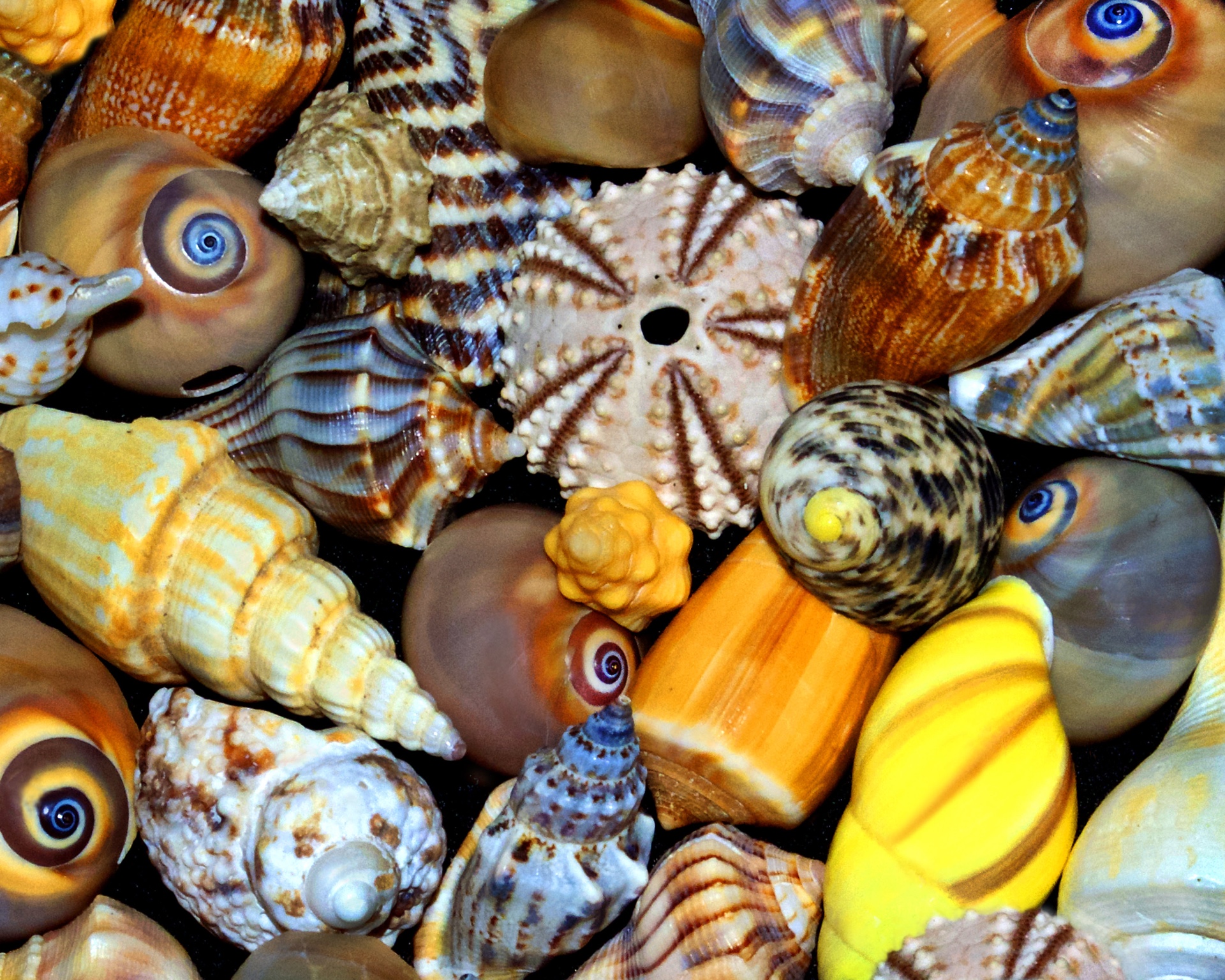 So Many Sea Shells
