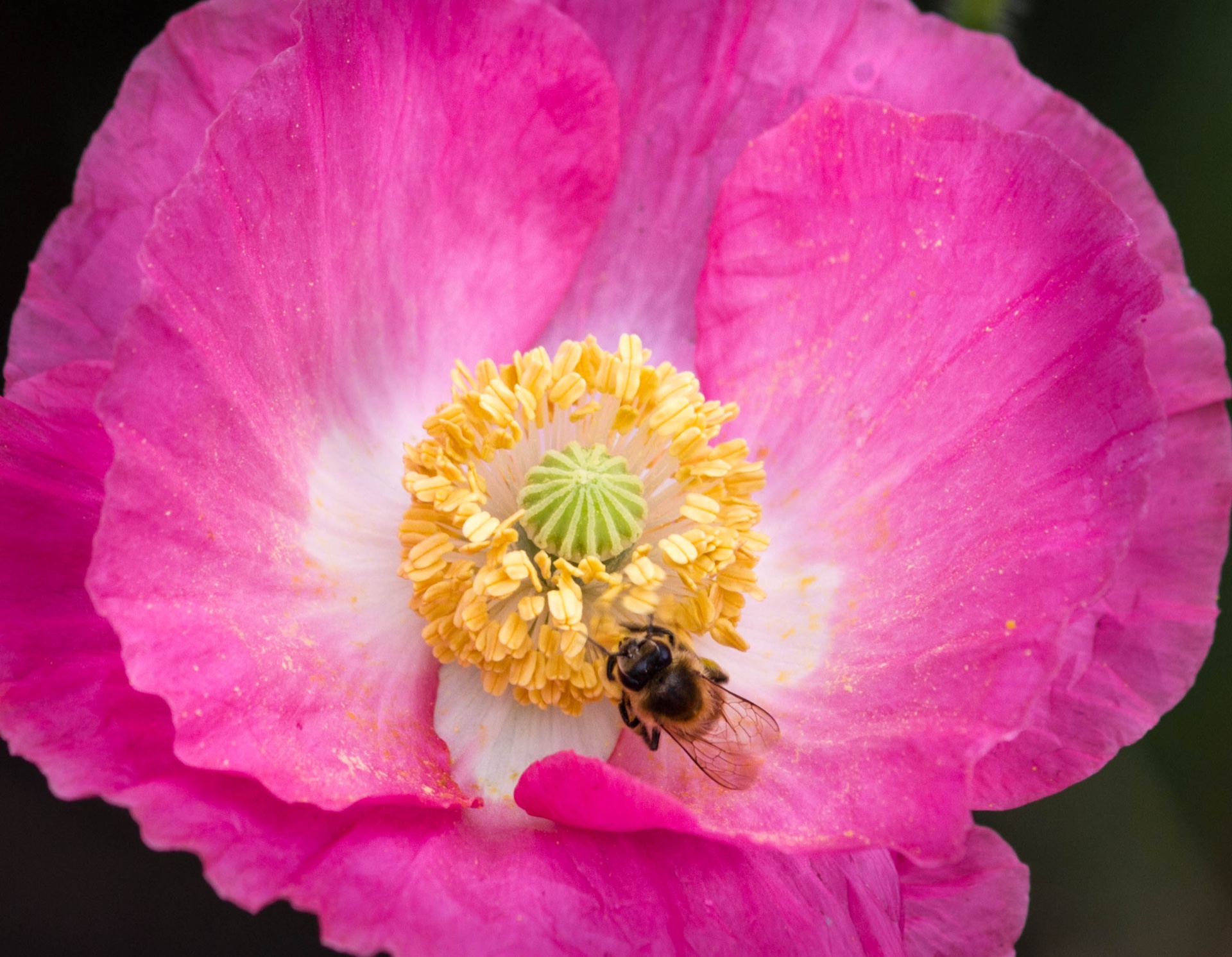 pink poppy pollination