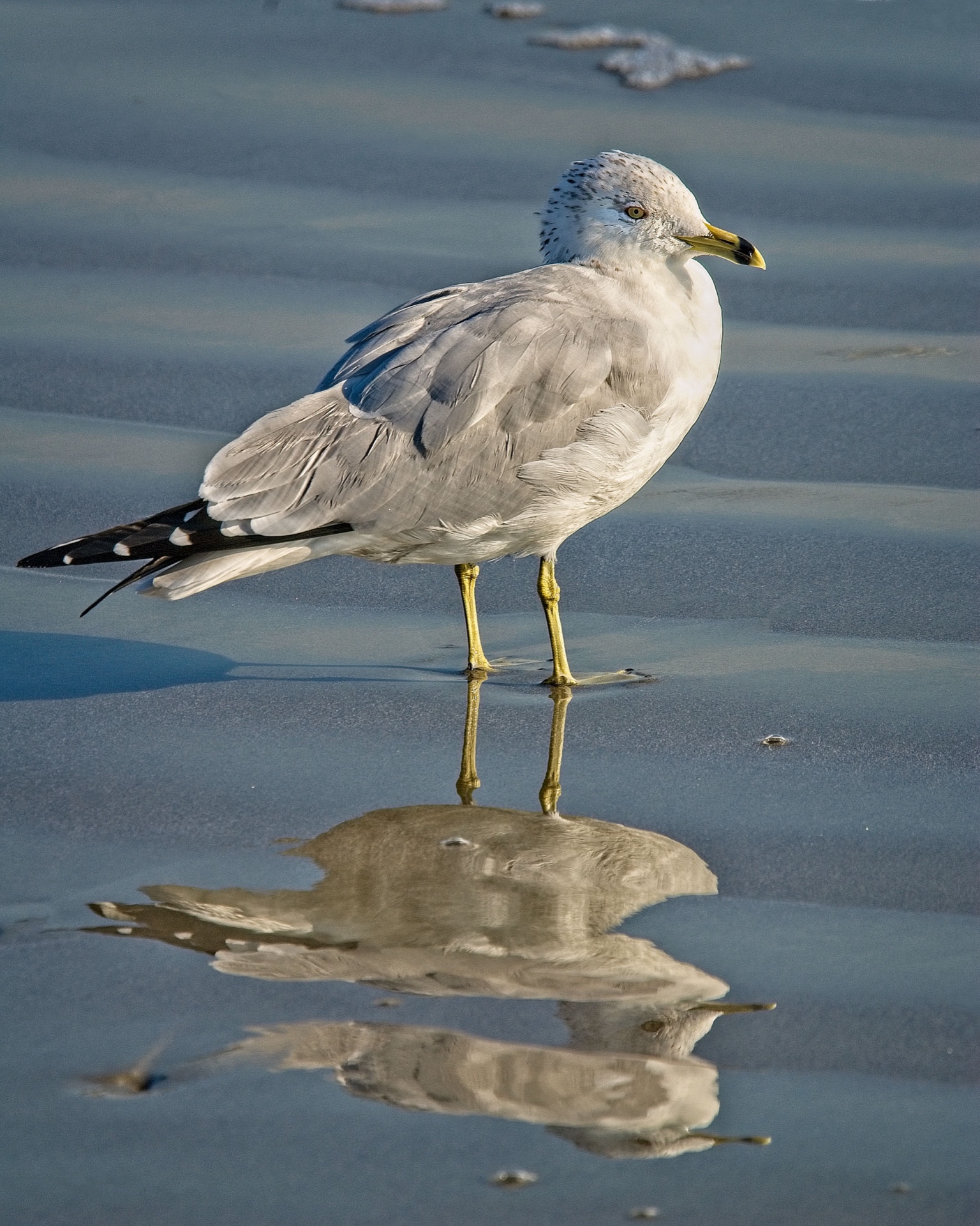 Seagull Reflections