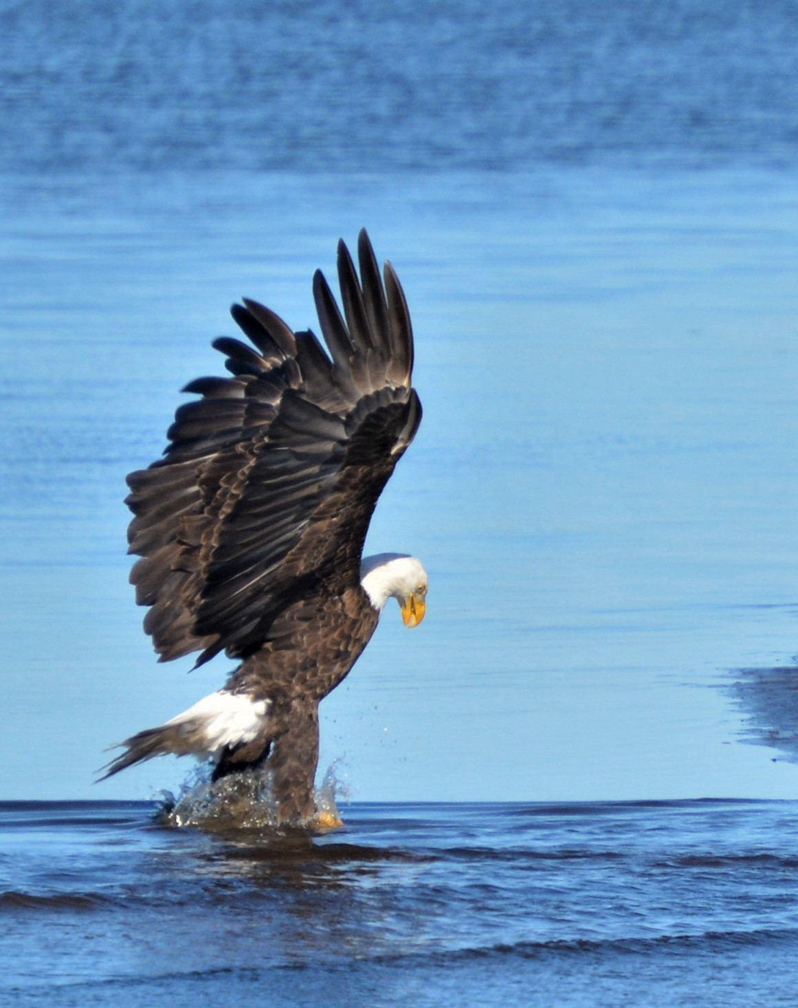 eagle getting dinner