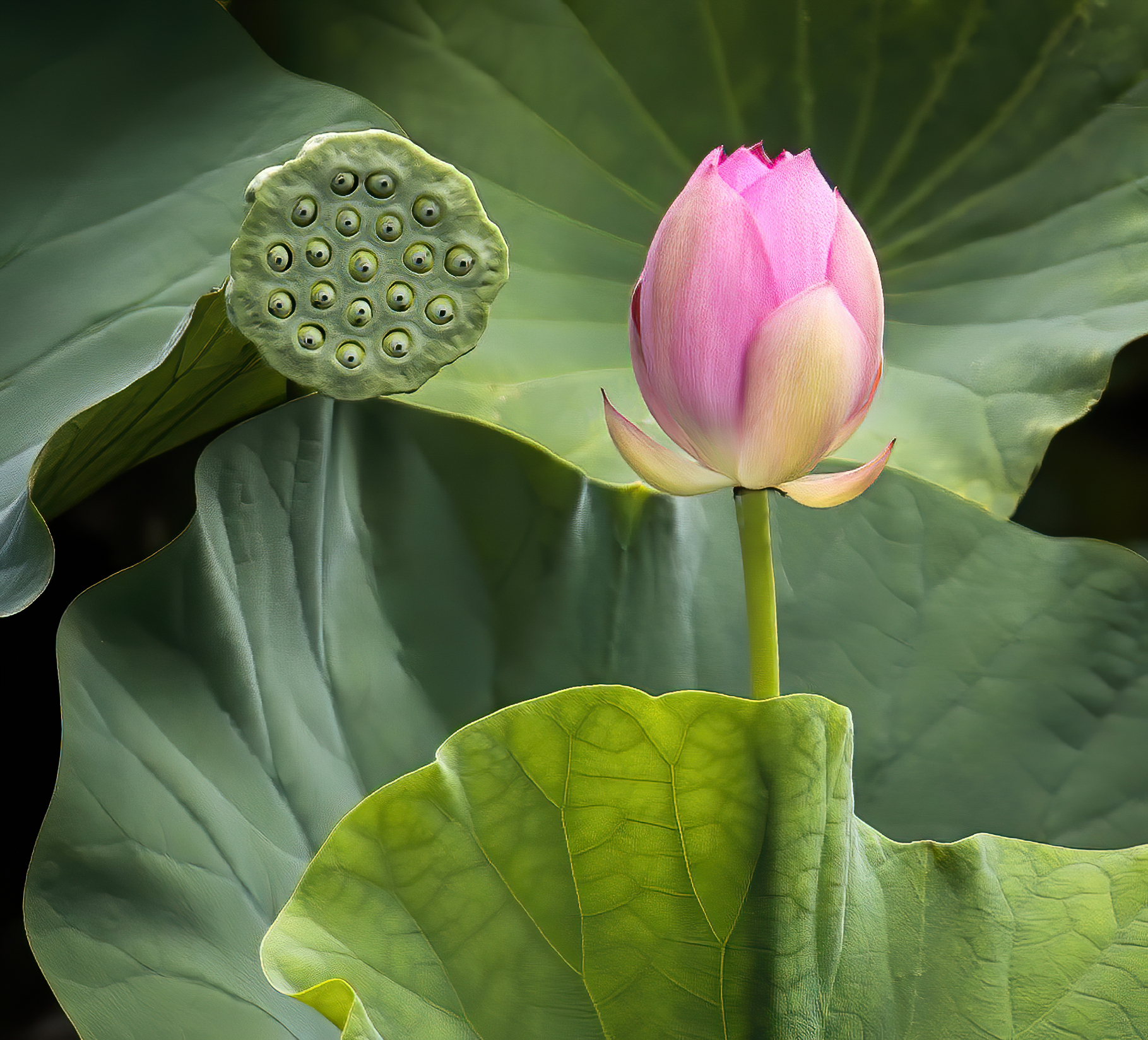 Lotus Bud