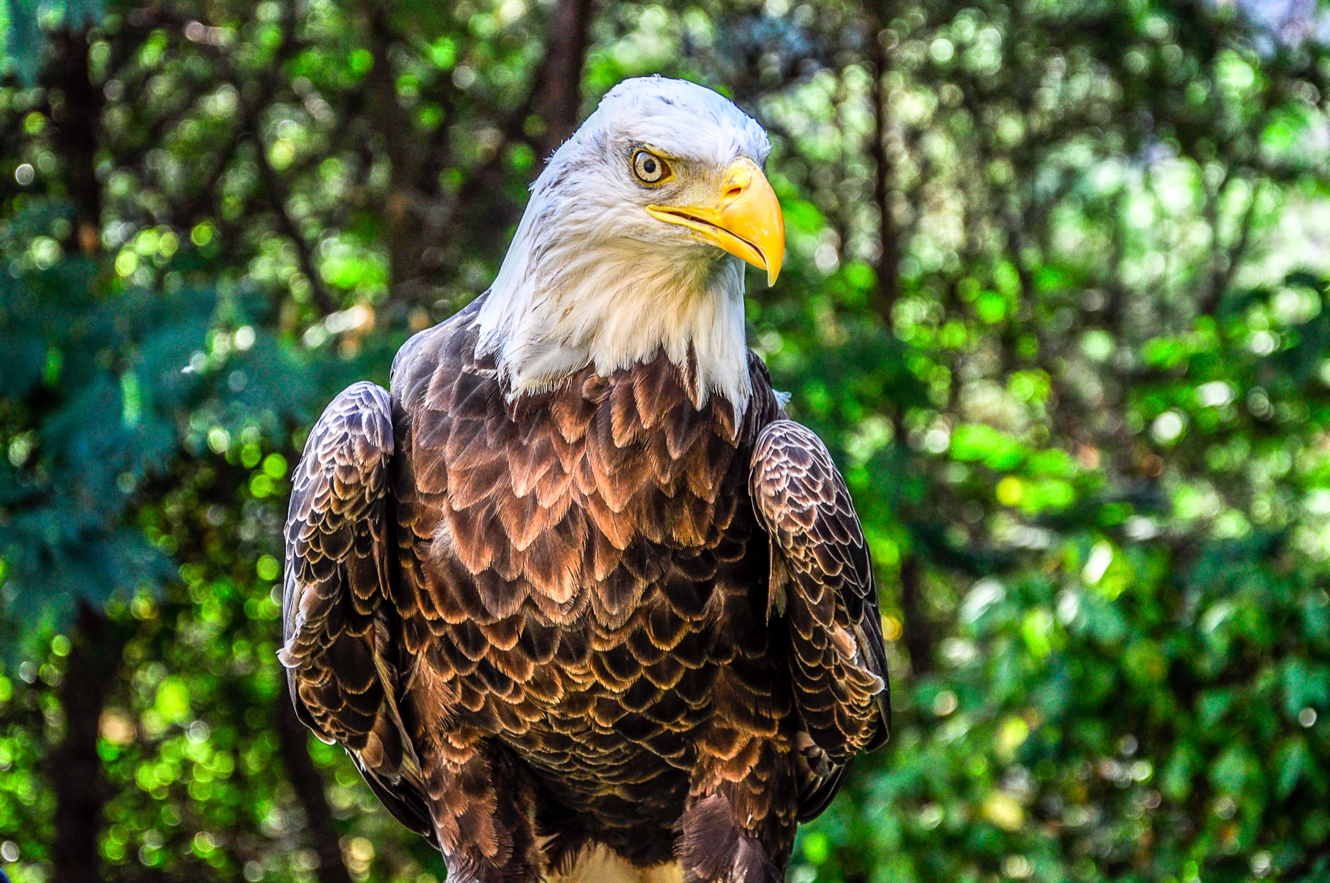 Eagle