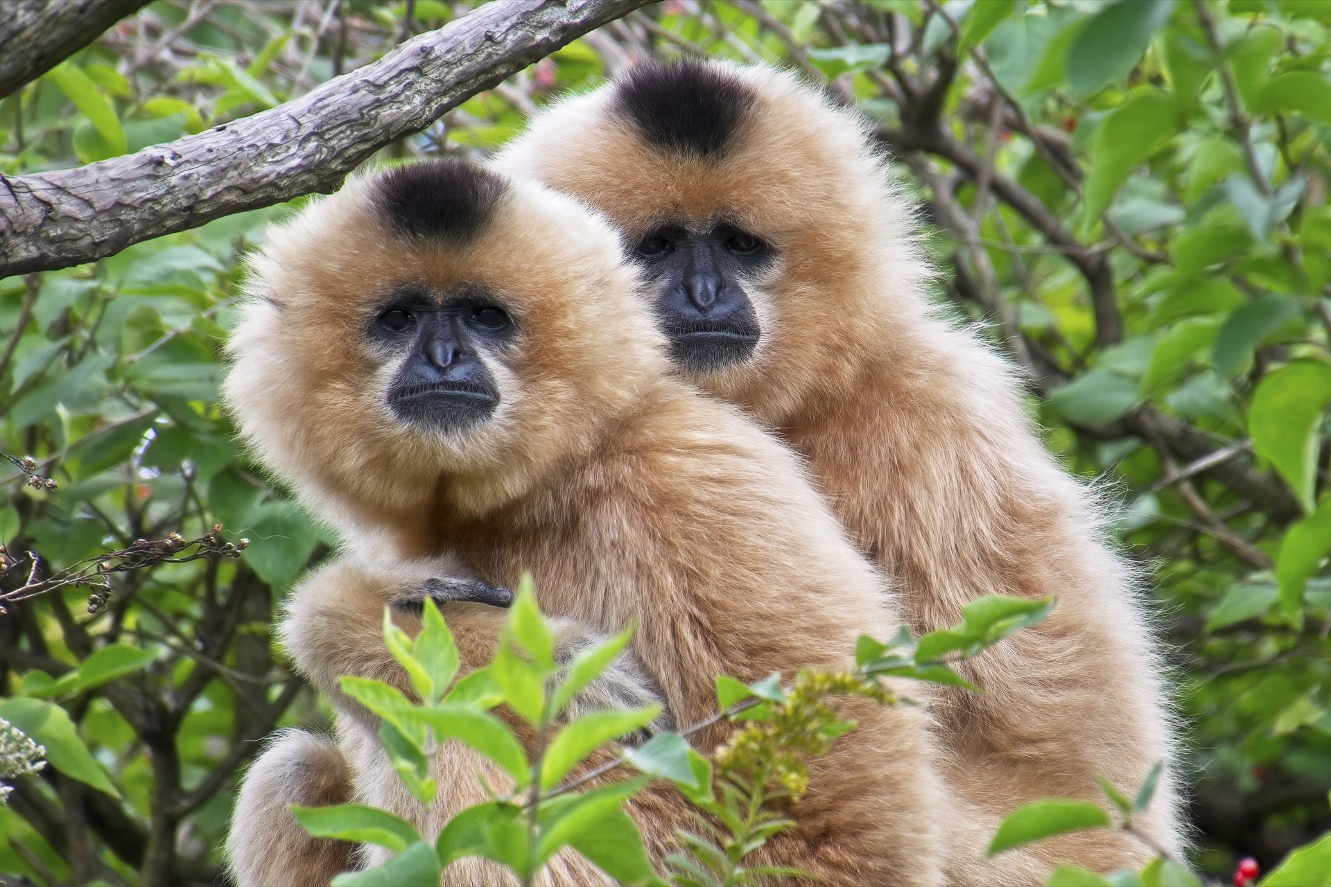The Twins