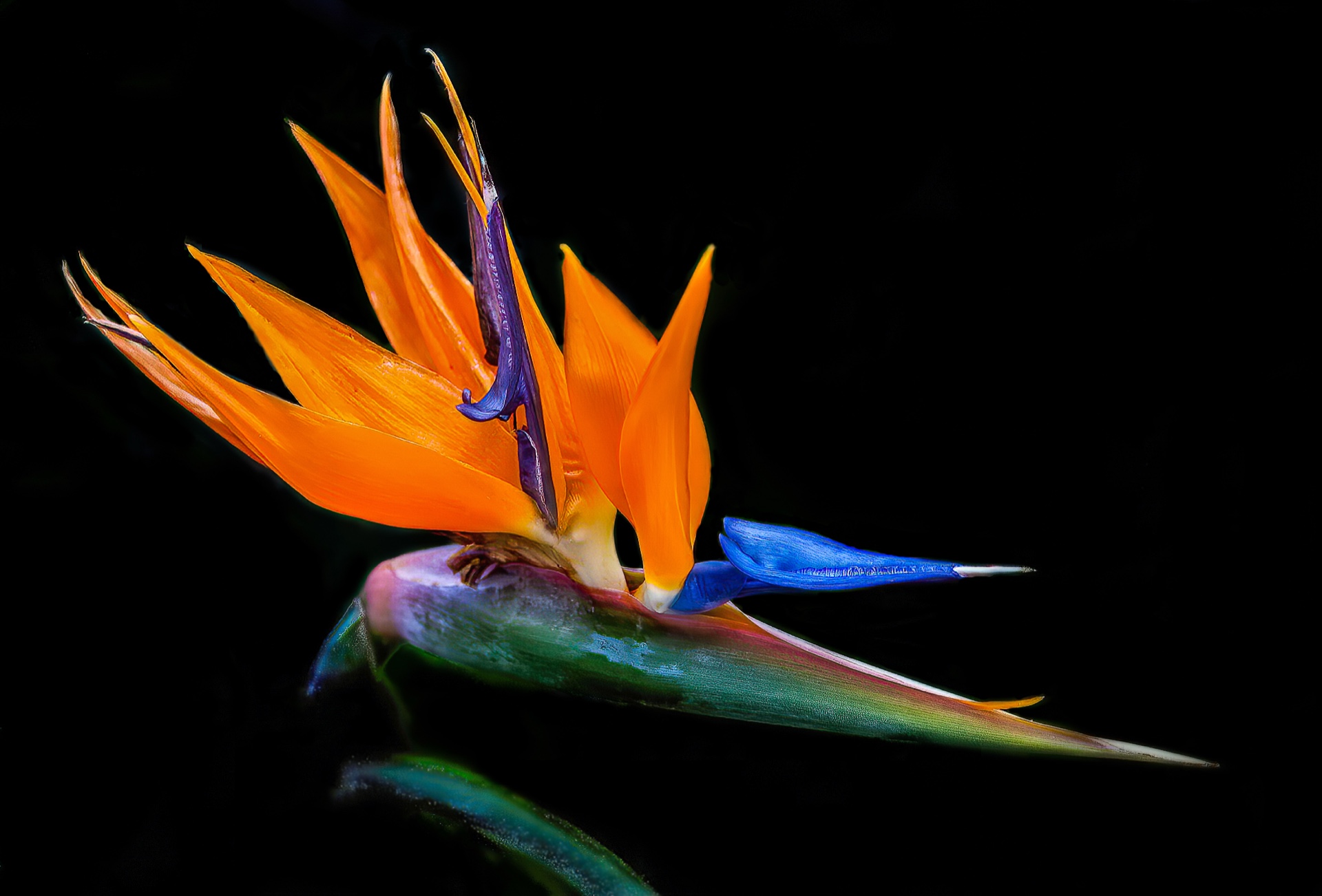 Bird of Paradise