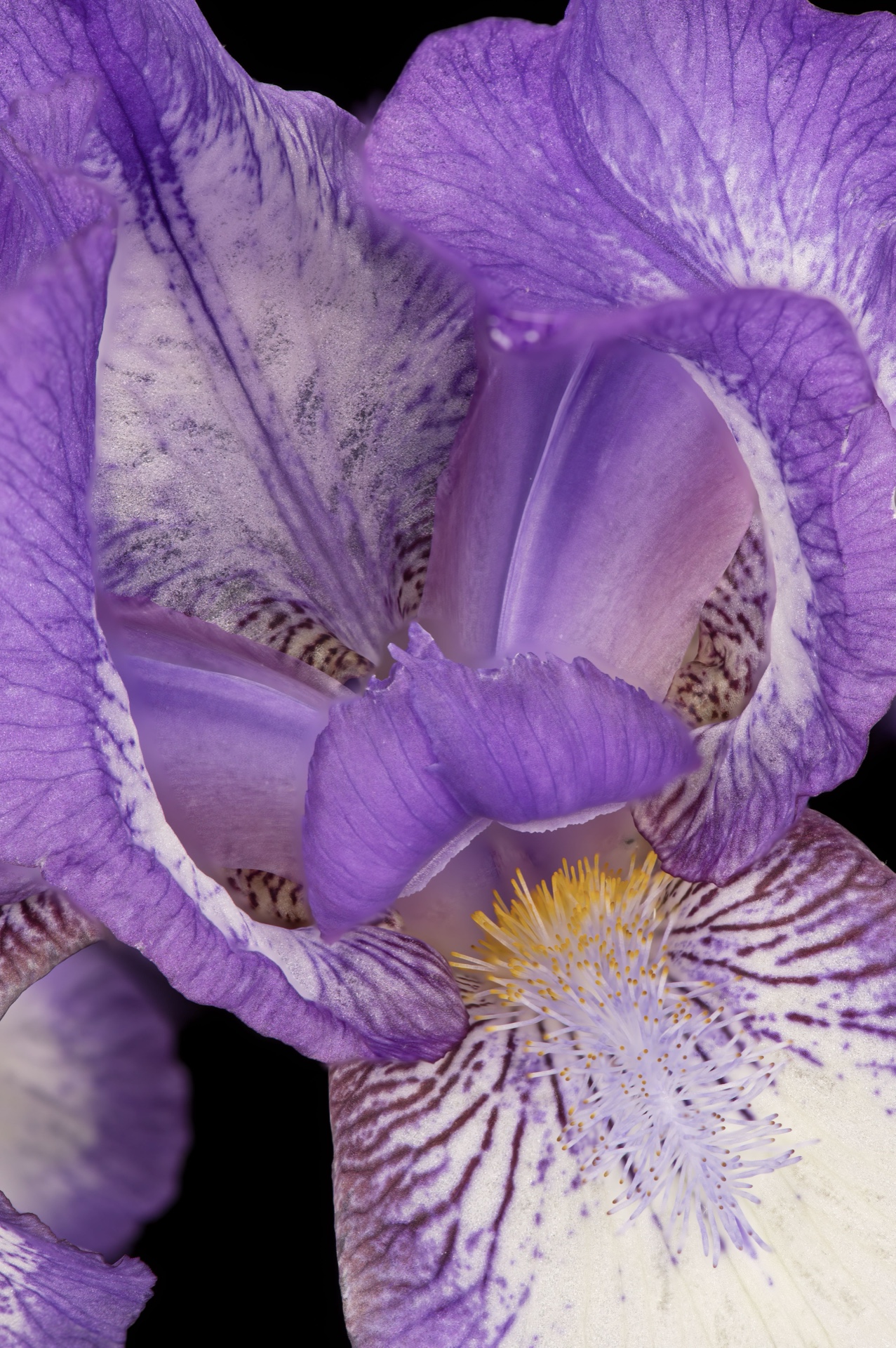 Purple Iris