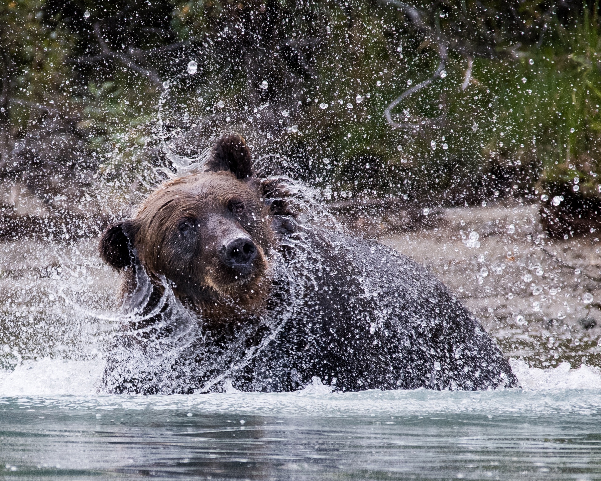 Splish Splash