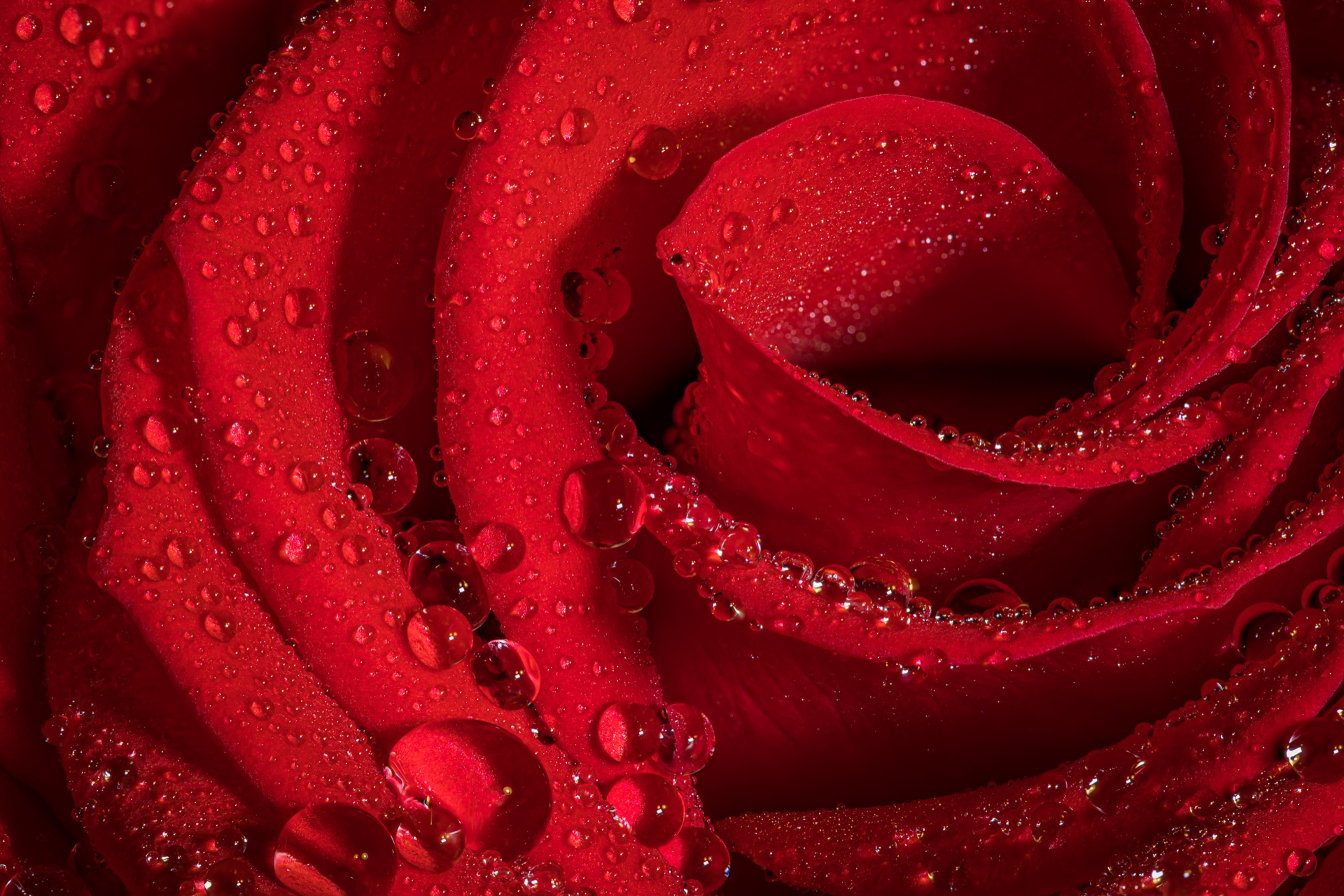 Red Rose