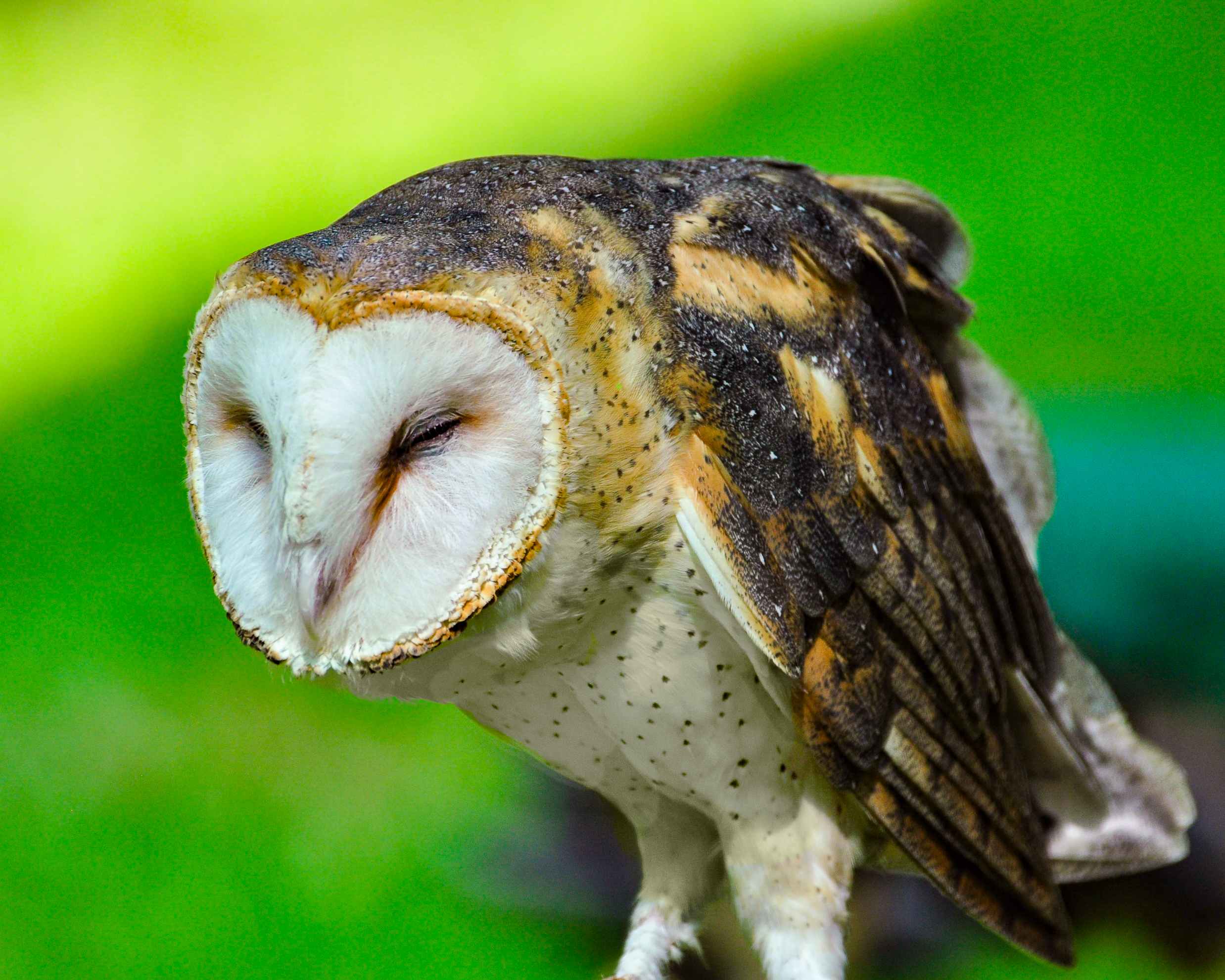Sleepy Owl