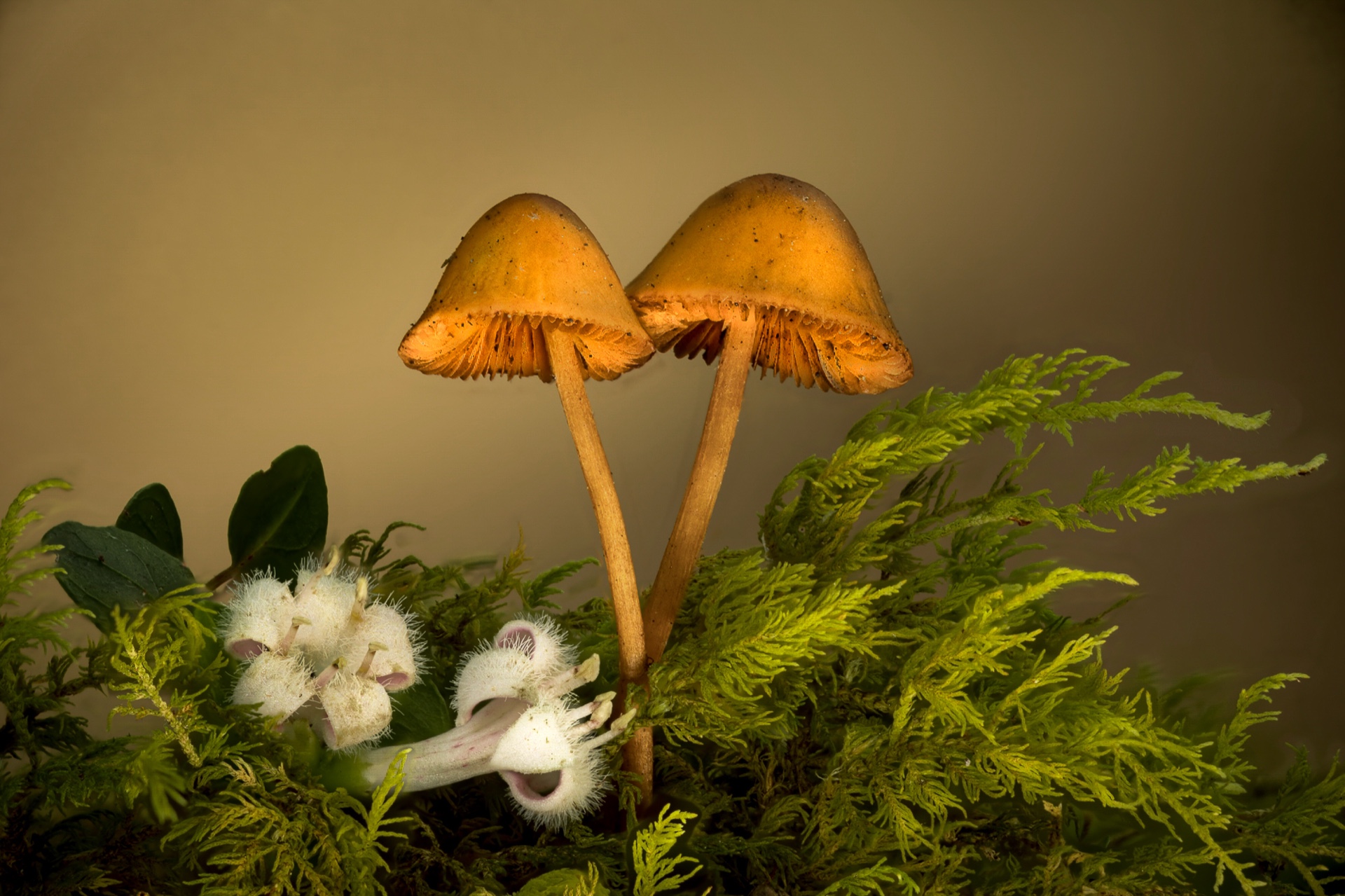 Macro World