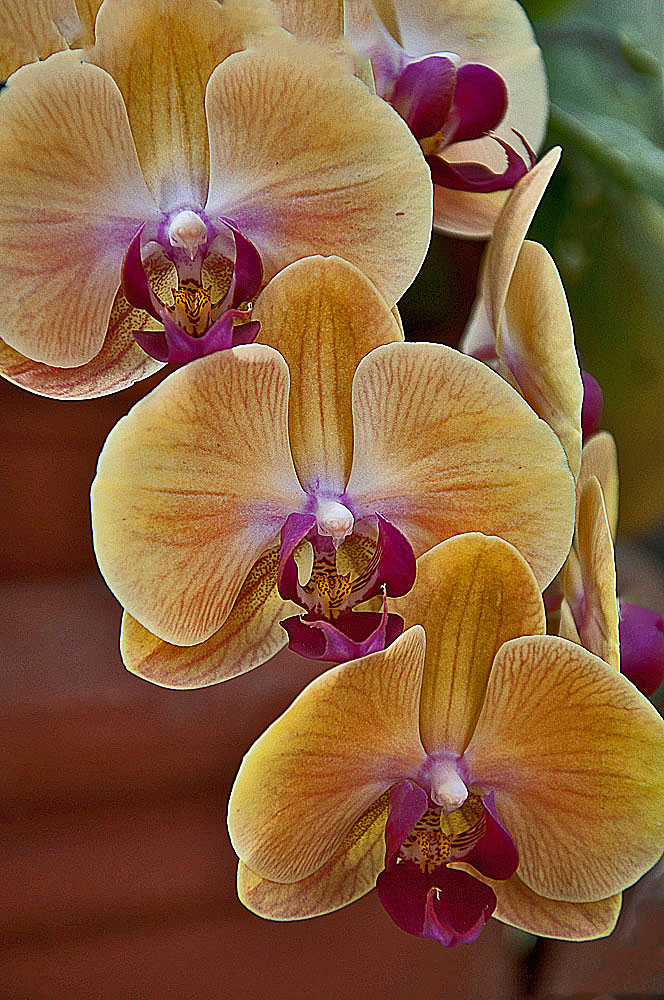 Orchid splendor