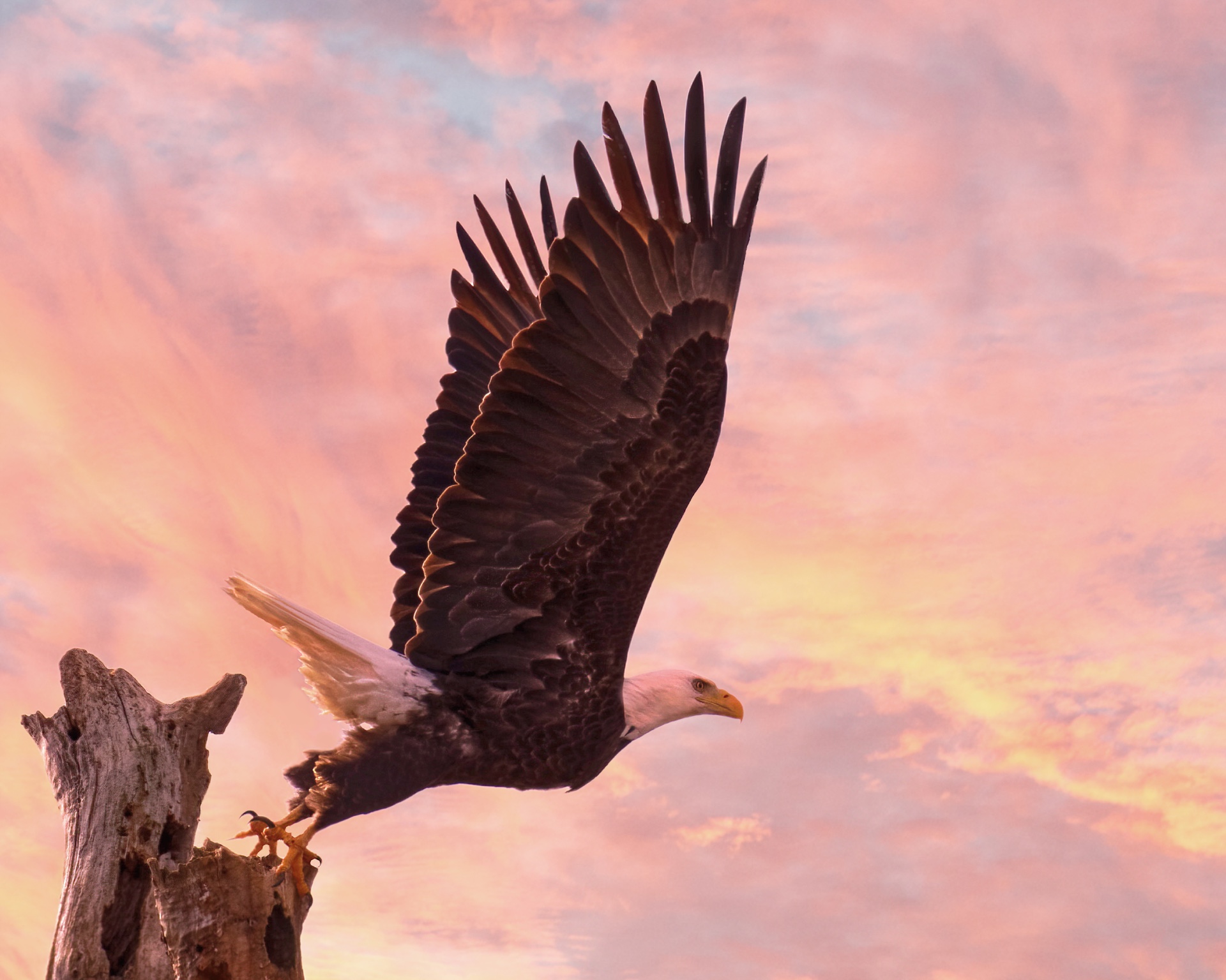 Eagle at Sunrise