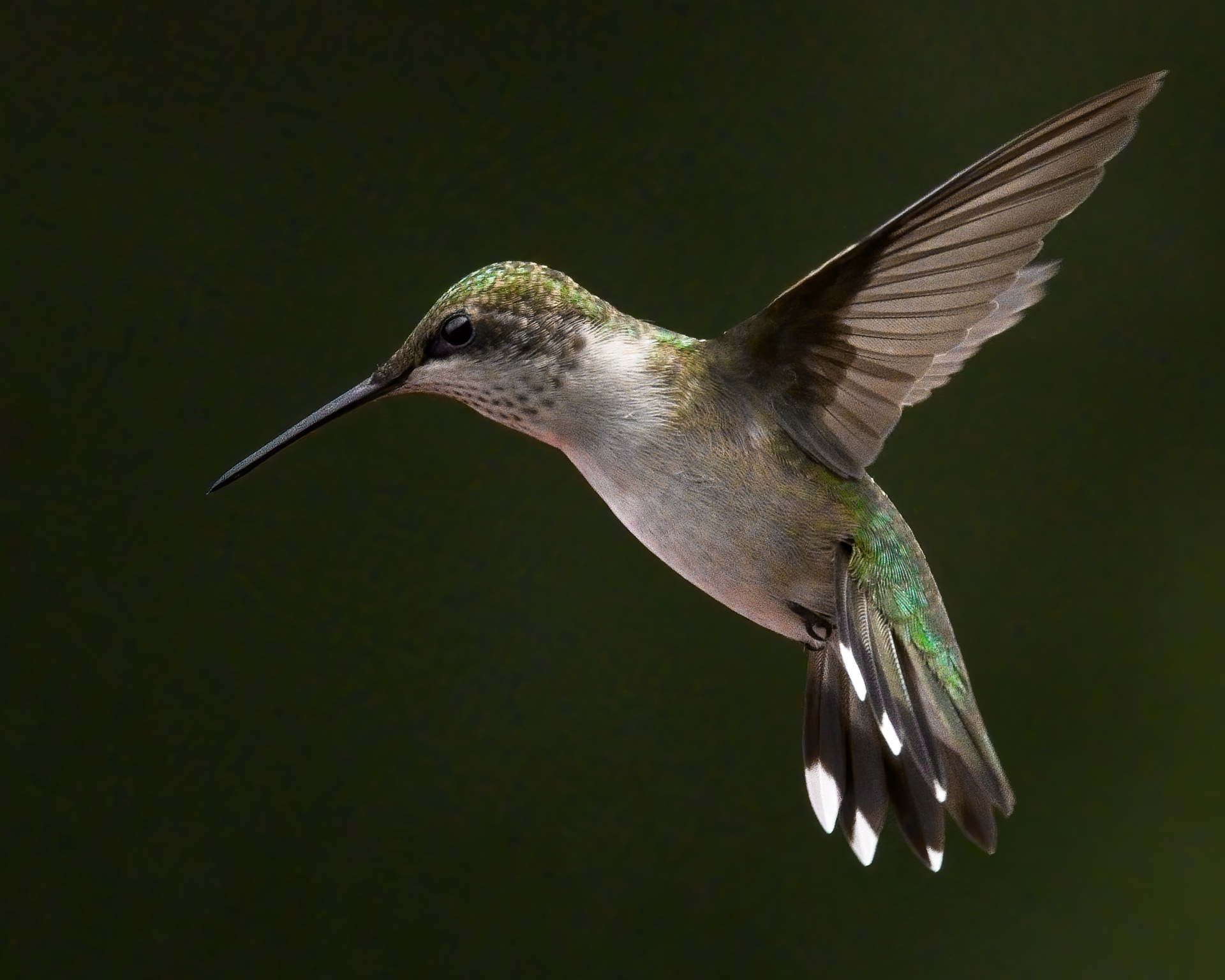 Humming Hover